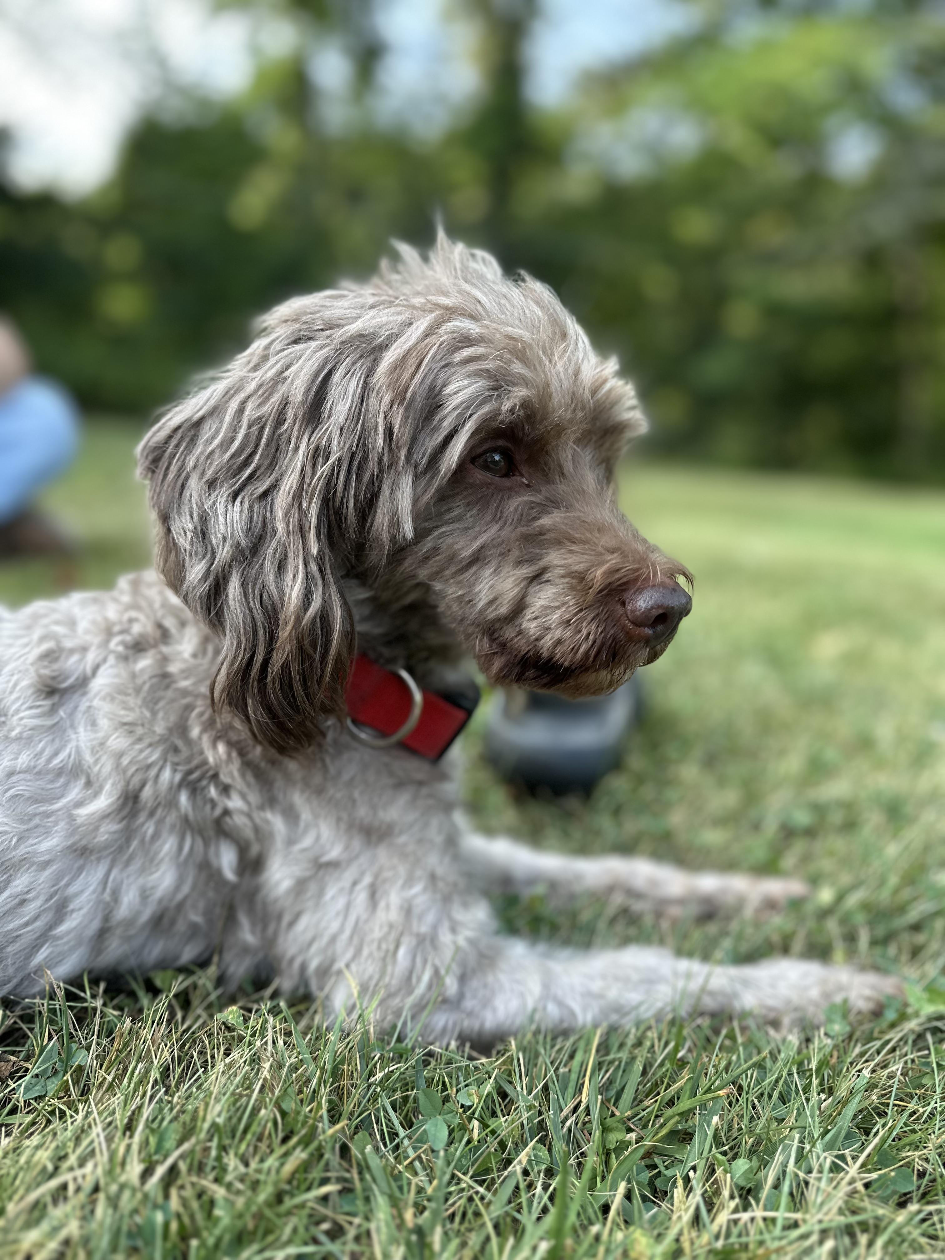 Sam, a Adoptable Poodle in South Strafford, VT image 3/4