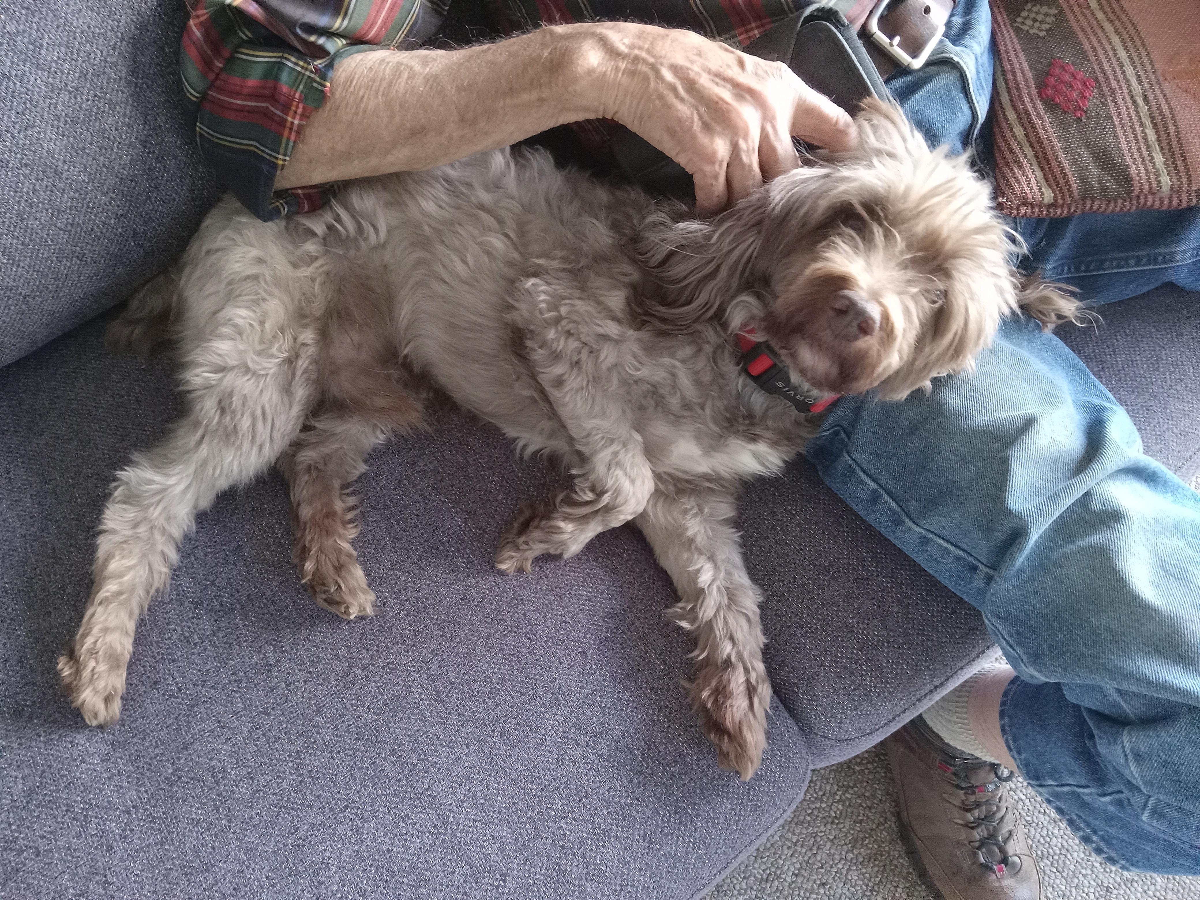 Sam, a Adoptable Poodle in South Strafford, VT image 4/4