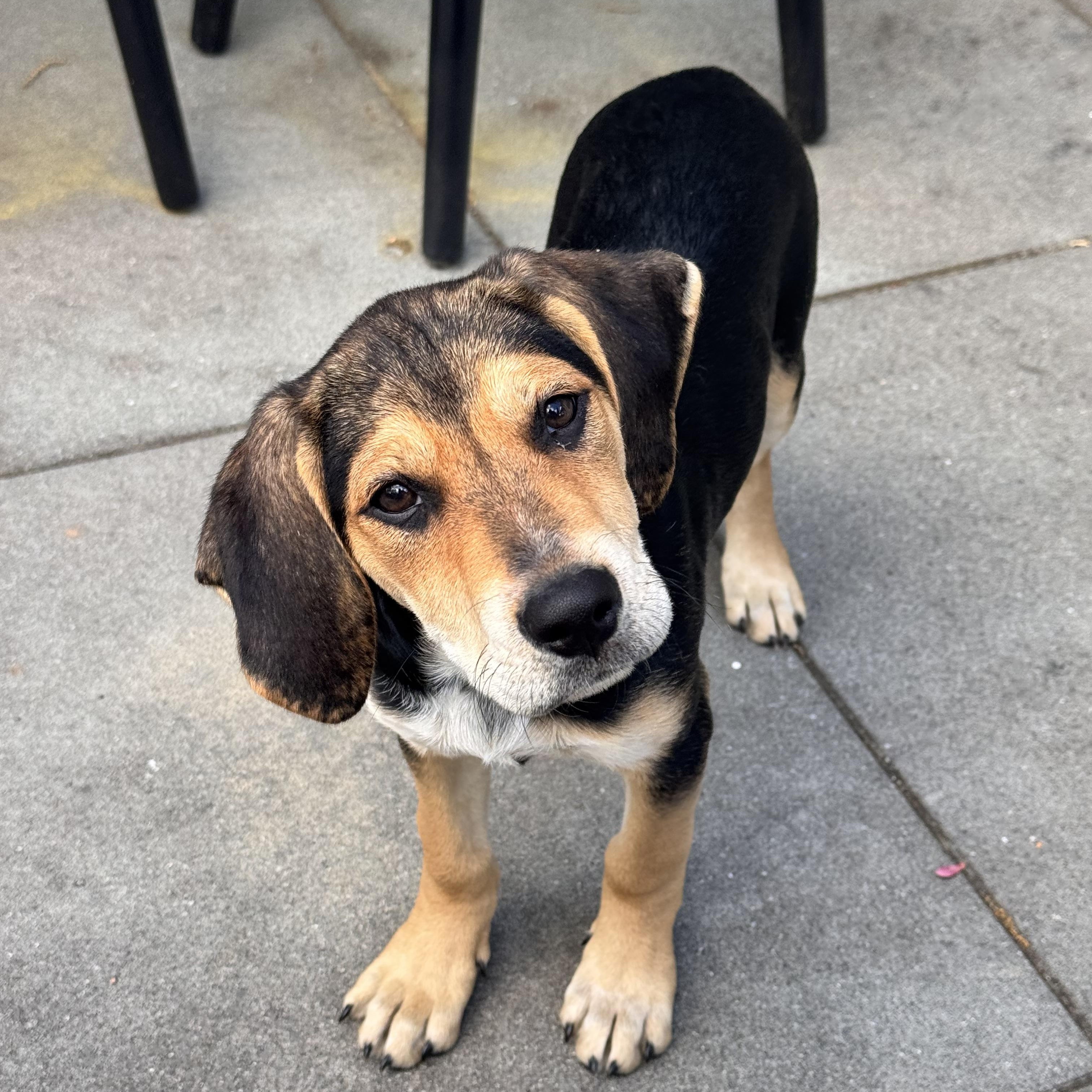Enlarge NALA, an adopted mixed breed in Dumont, NJ image 2/5