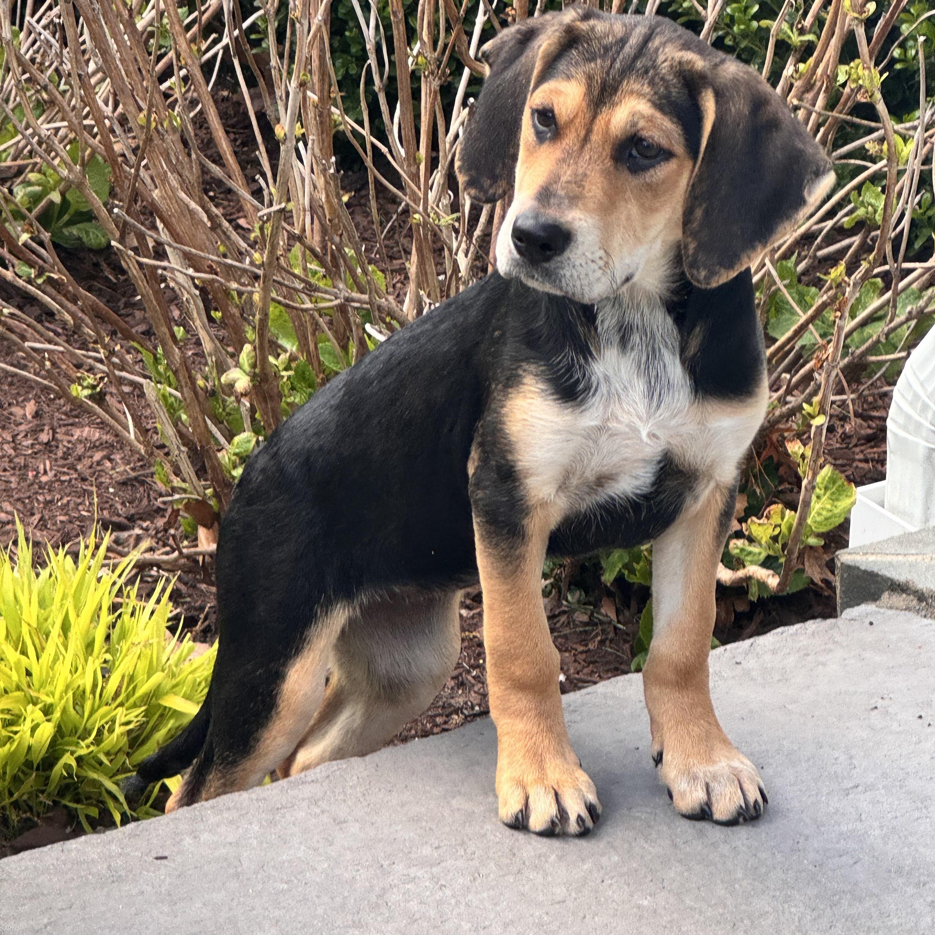 Enlarge NALA, an adopted mixed breed in Dumont, NJ image 3/5
