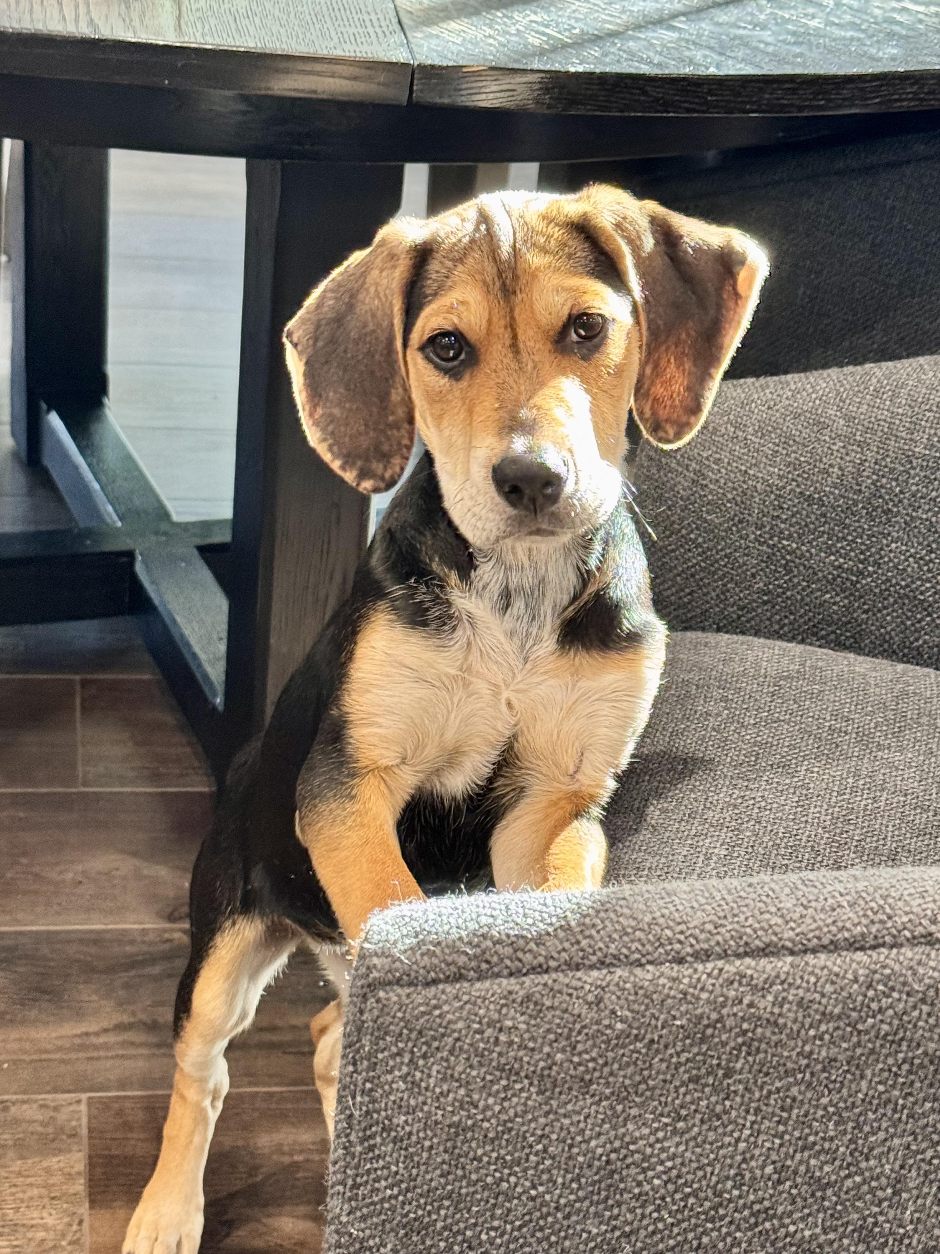 NALA, adopted, Puppy Female Beagle & Labrador Retriever.