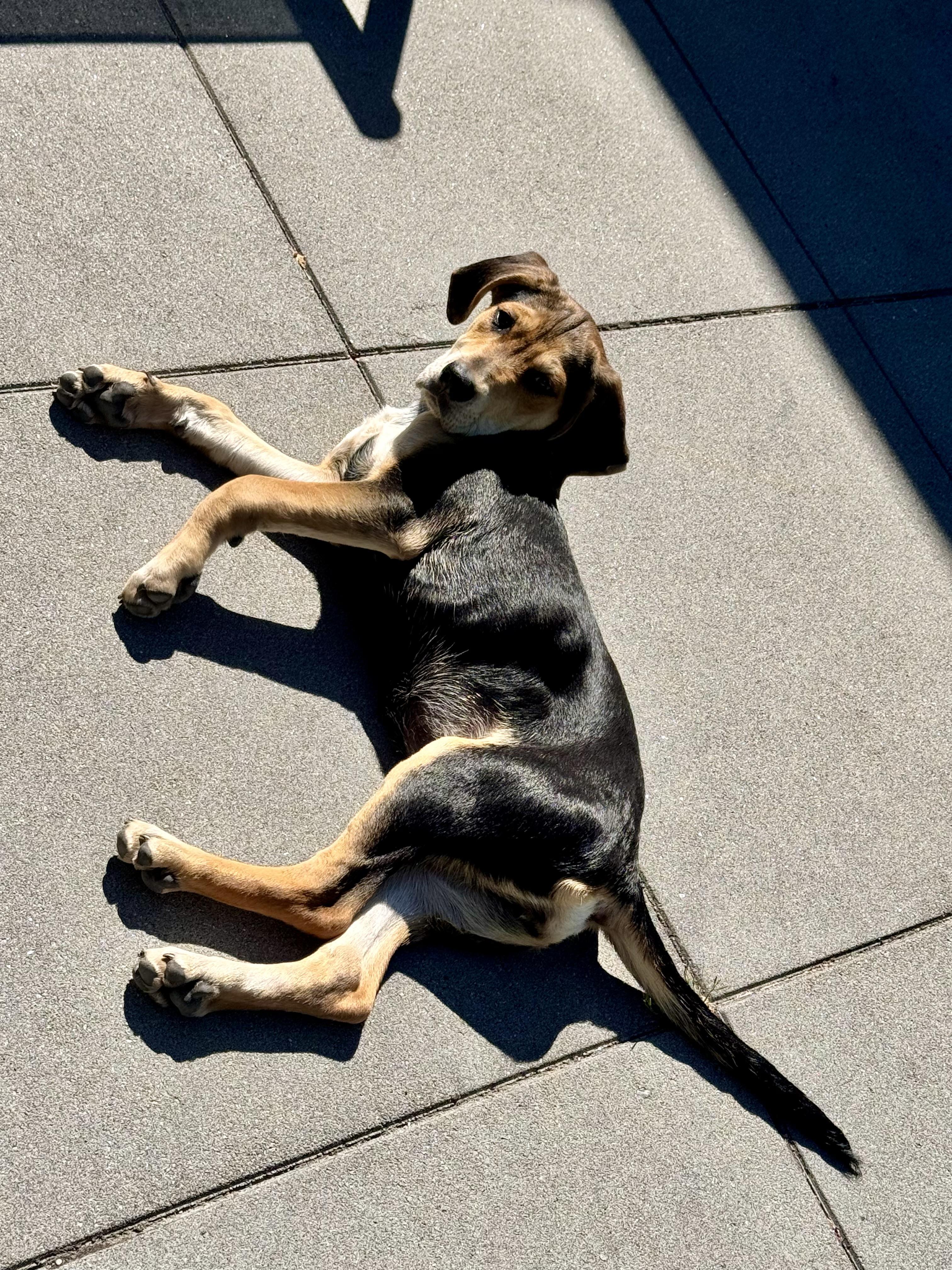 Enlarge NALA, an adopted mixed breed in Dumont, NJ image 5/5