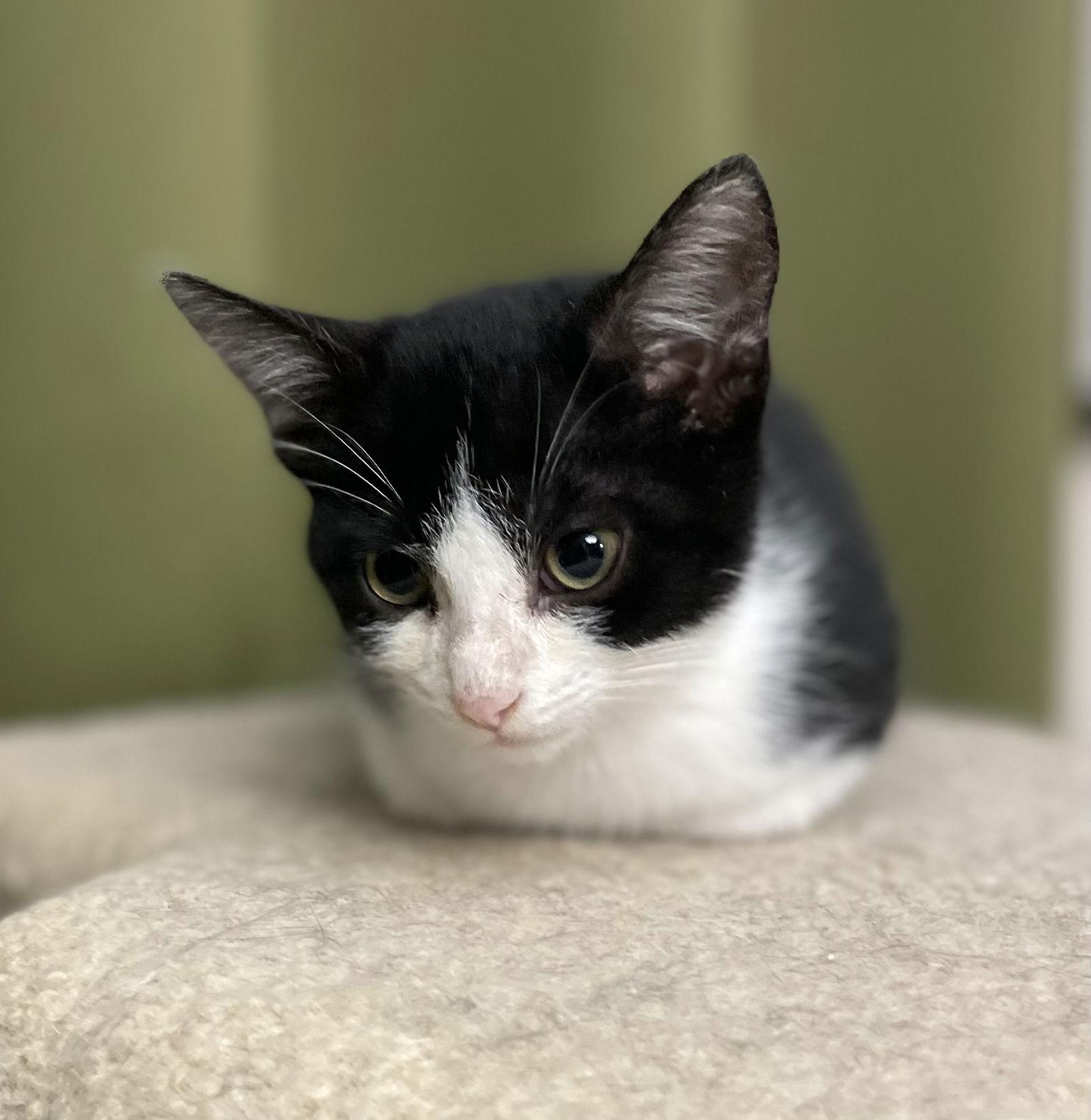 Boston Cream, a Adoptable Domestic Short Hair in Oxford, MS image 3/3