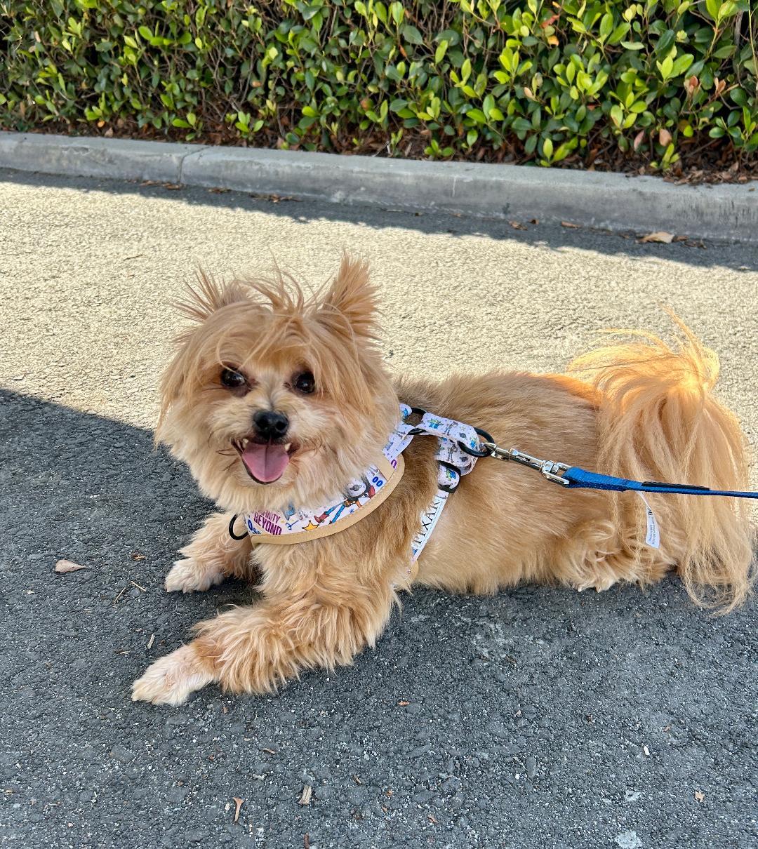 Enlarge Lincoln, a ADOPTABLE mixed breed in Mission Viejo, CA image 3/5