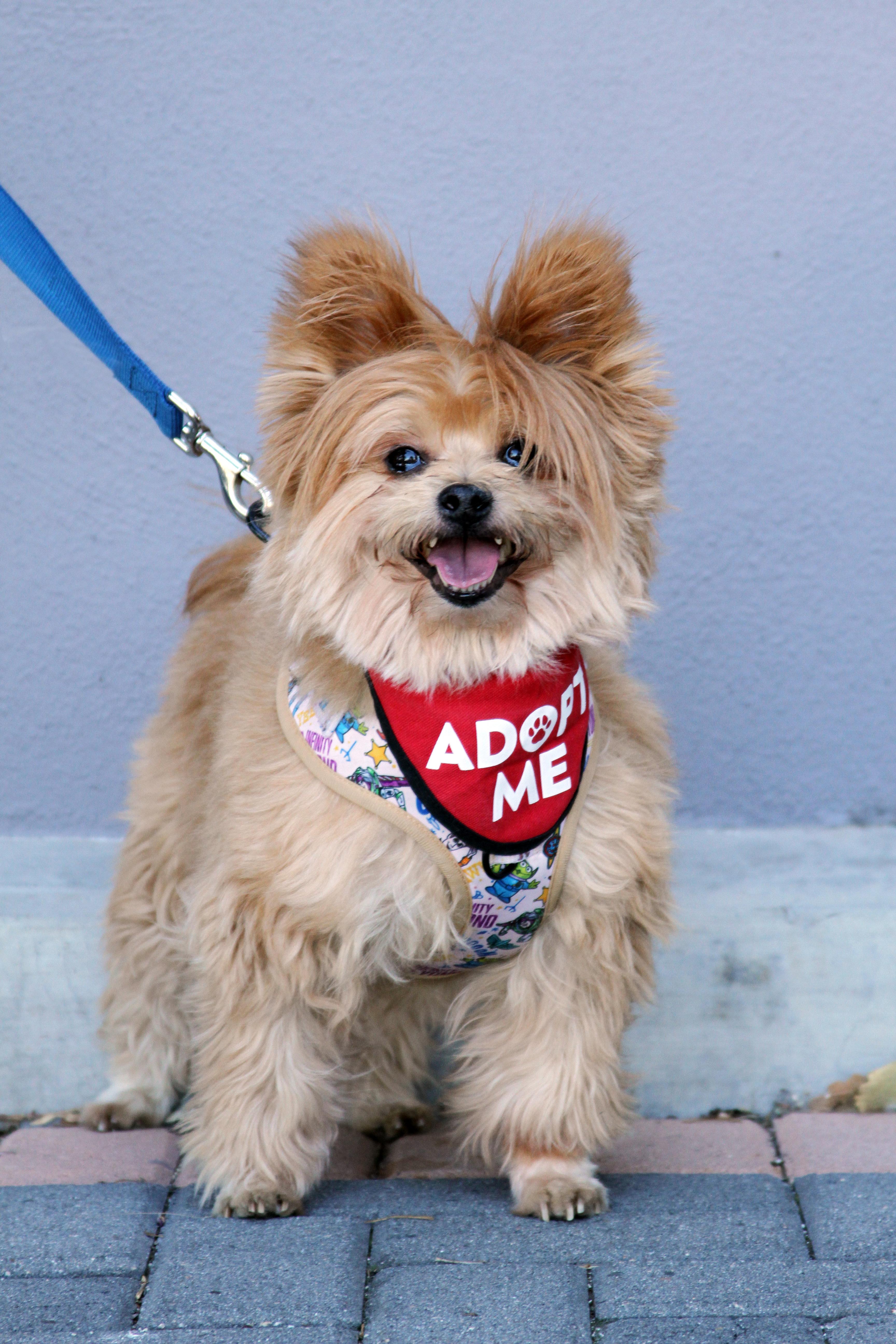 Enlarge Lincoln, an adopted mixed breed in Mission Viejo, CA image 4/6