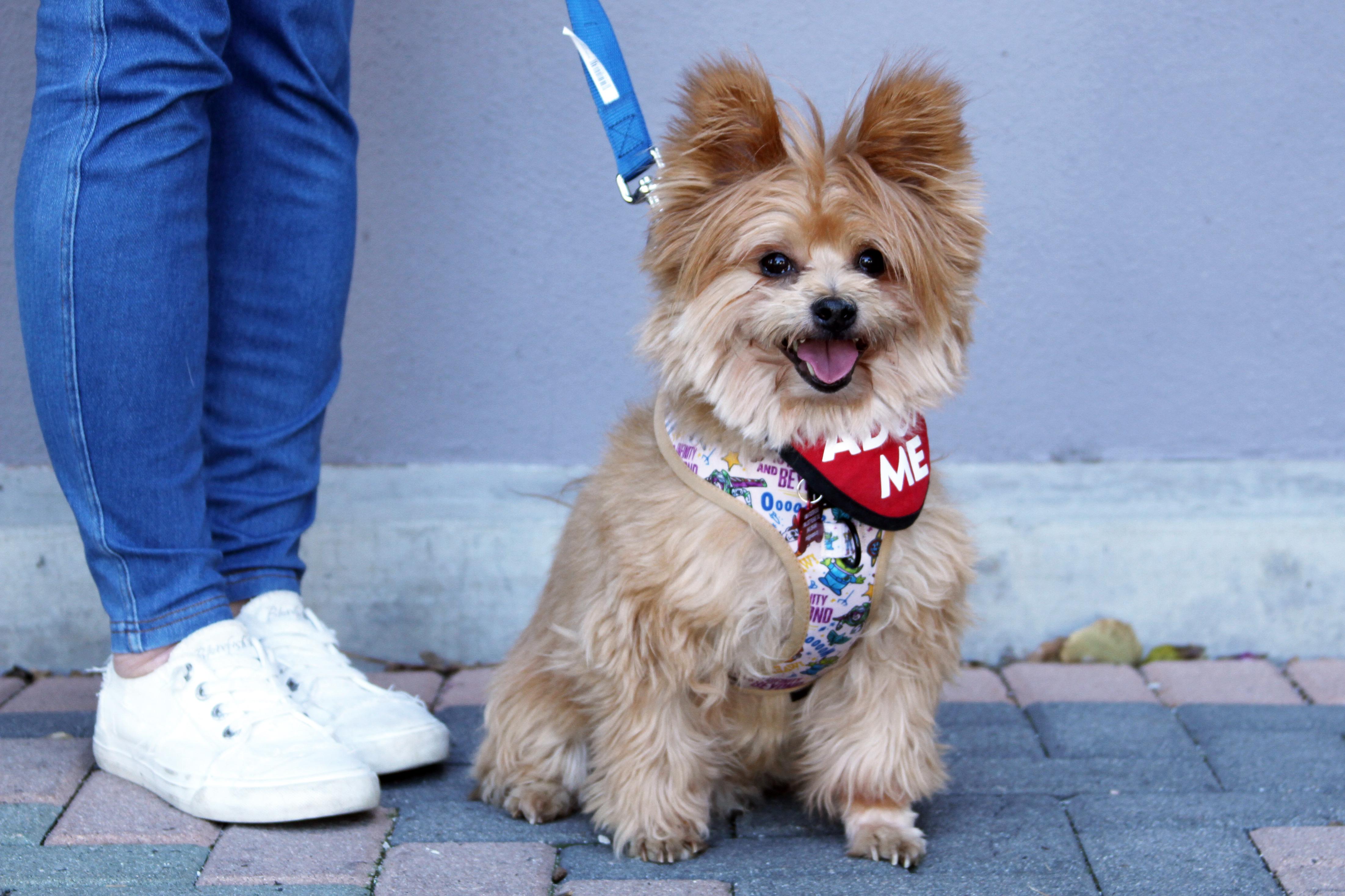 Enlarge Lincoln, an adopted mixed breed in Mission Viejo, CA image 6/6