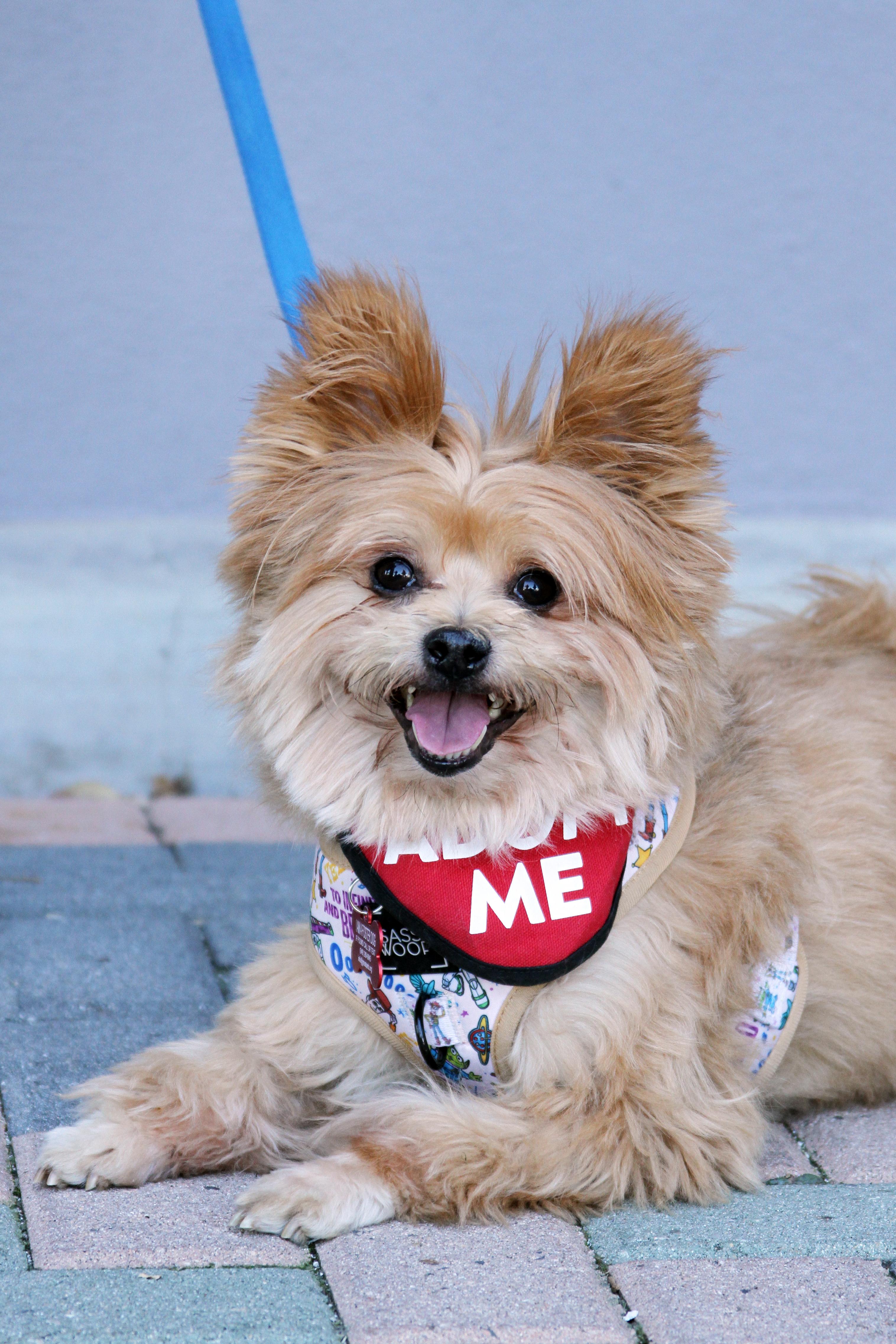 Lincoln, adopted, Adult Male Yorkshire Terrier & Pomeranian.