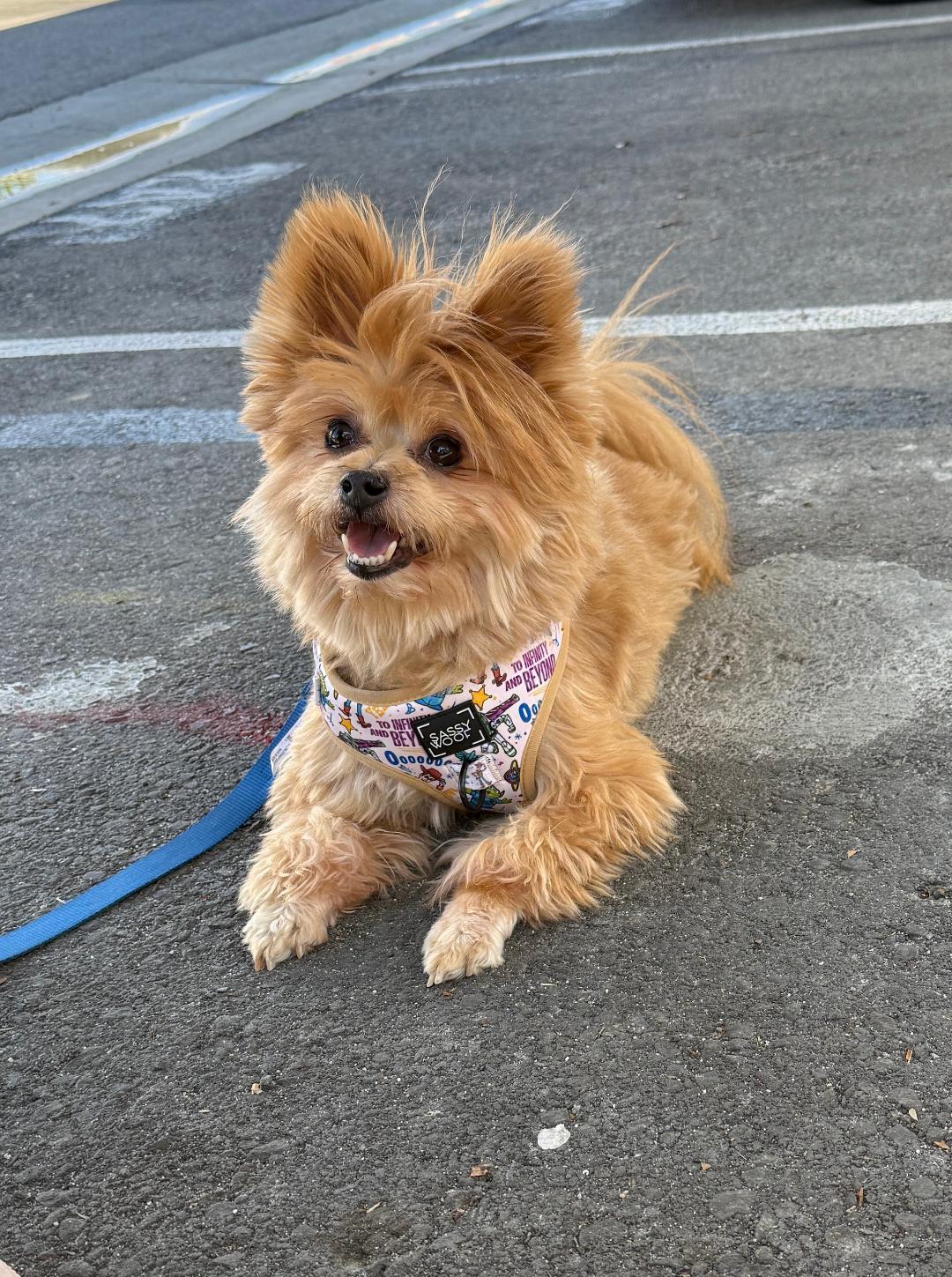 Lincoln, ADOPTABLE, Adult Male Yorkshire Terrier & Pomeranian.
