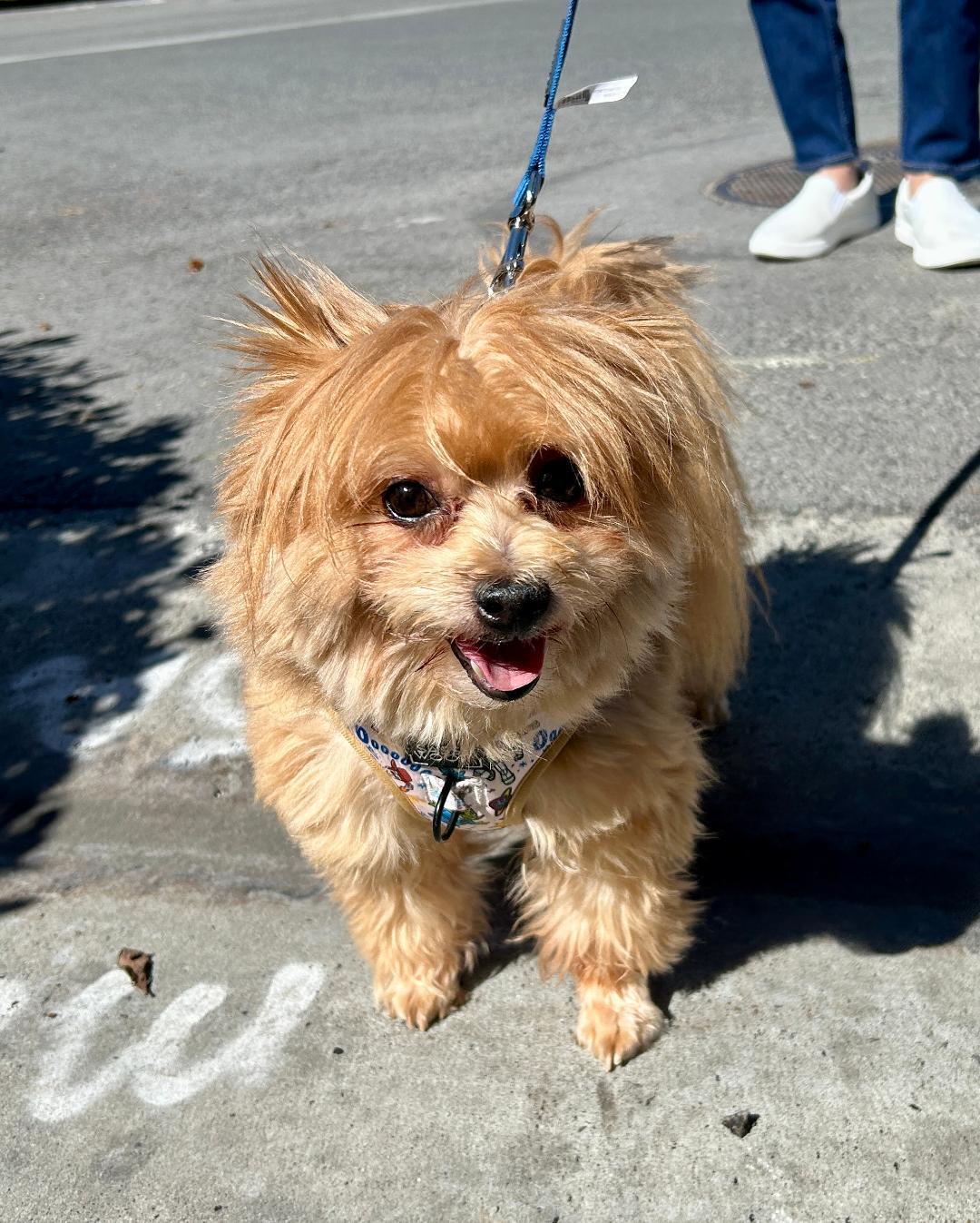 Enlarge Lincoln, a ADOPTABLE mixed breed in Mission Viejo, CA image 5/5