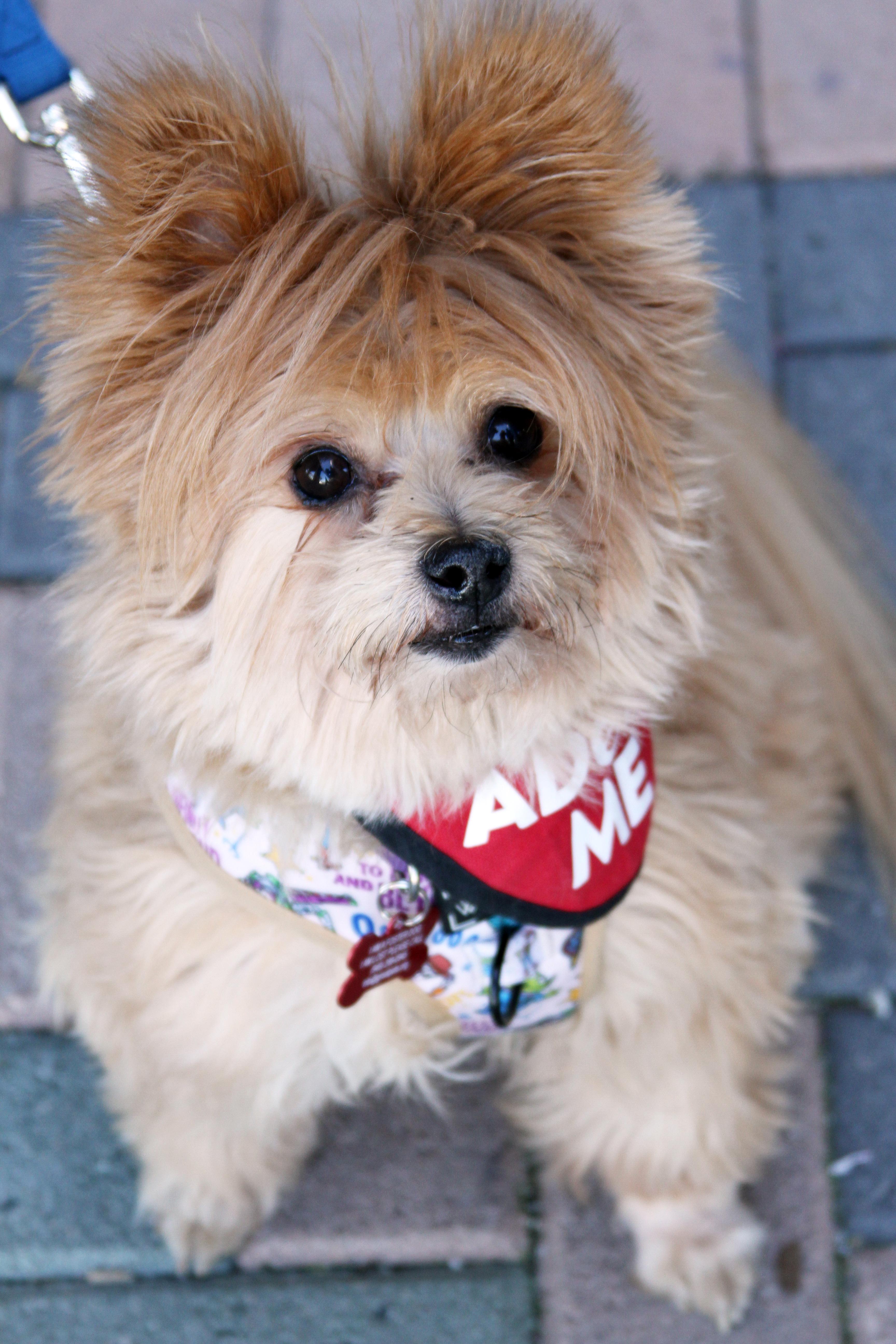 Enlarge Lincoln, an adopted mixed breed in Mission Viejo, CA image 5/6