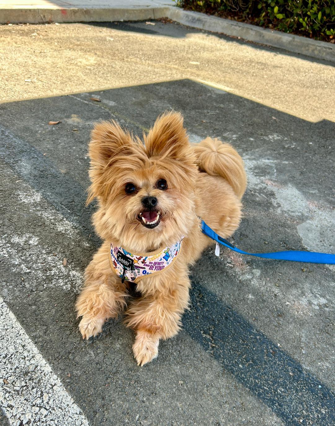 Enlarge Lincoln, a ADOPTABLE mixed breed in Mission Viejo, CA image 4/5