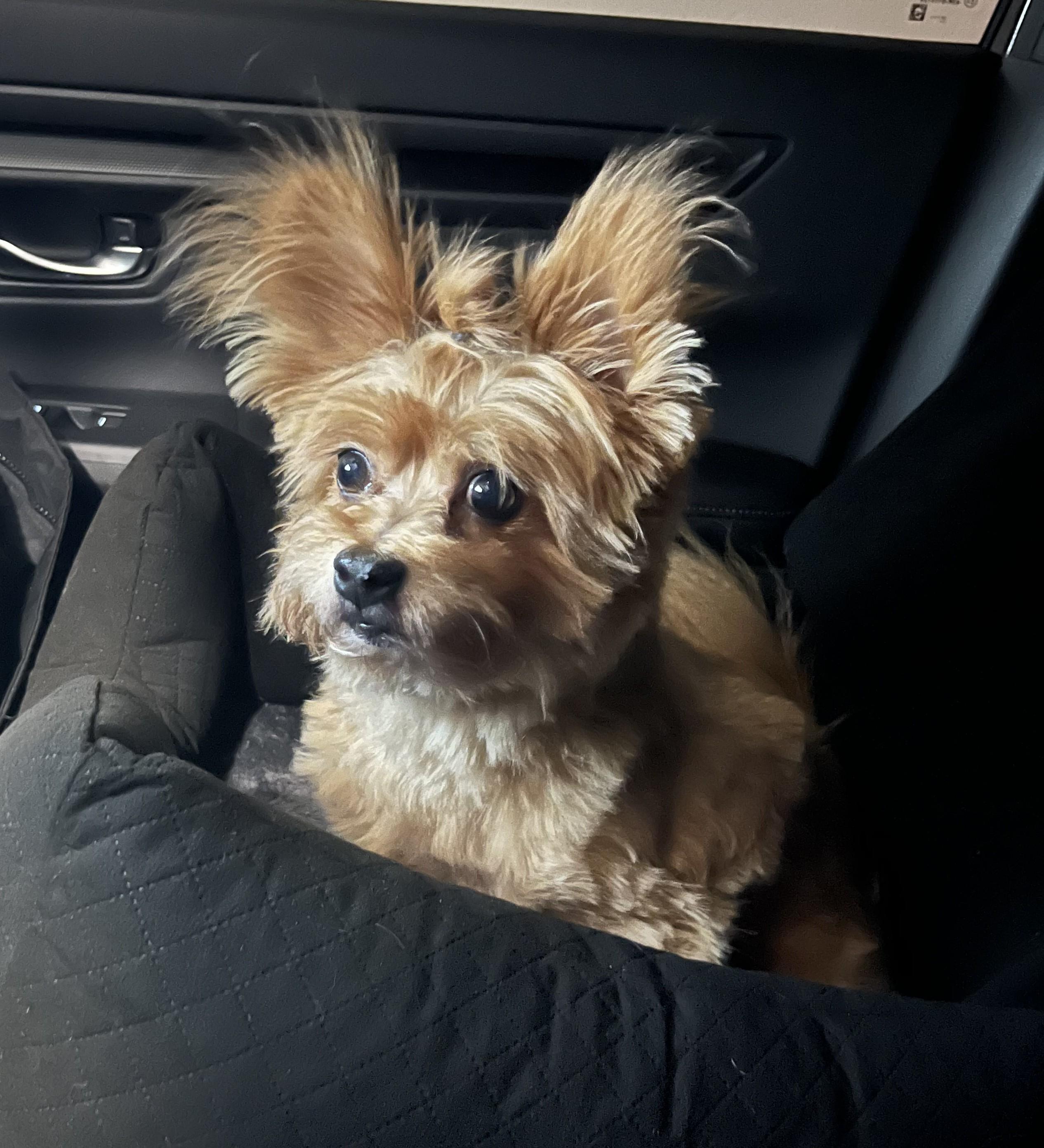 Enlarge Lincoln, a ADOPTABLE mixed breed in Mission Viejo, CA image 2/5