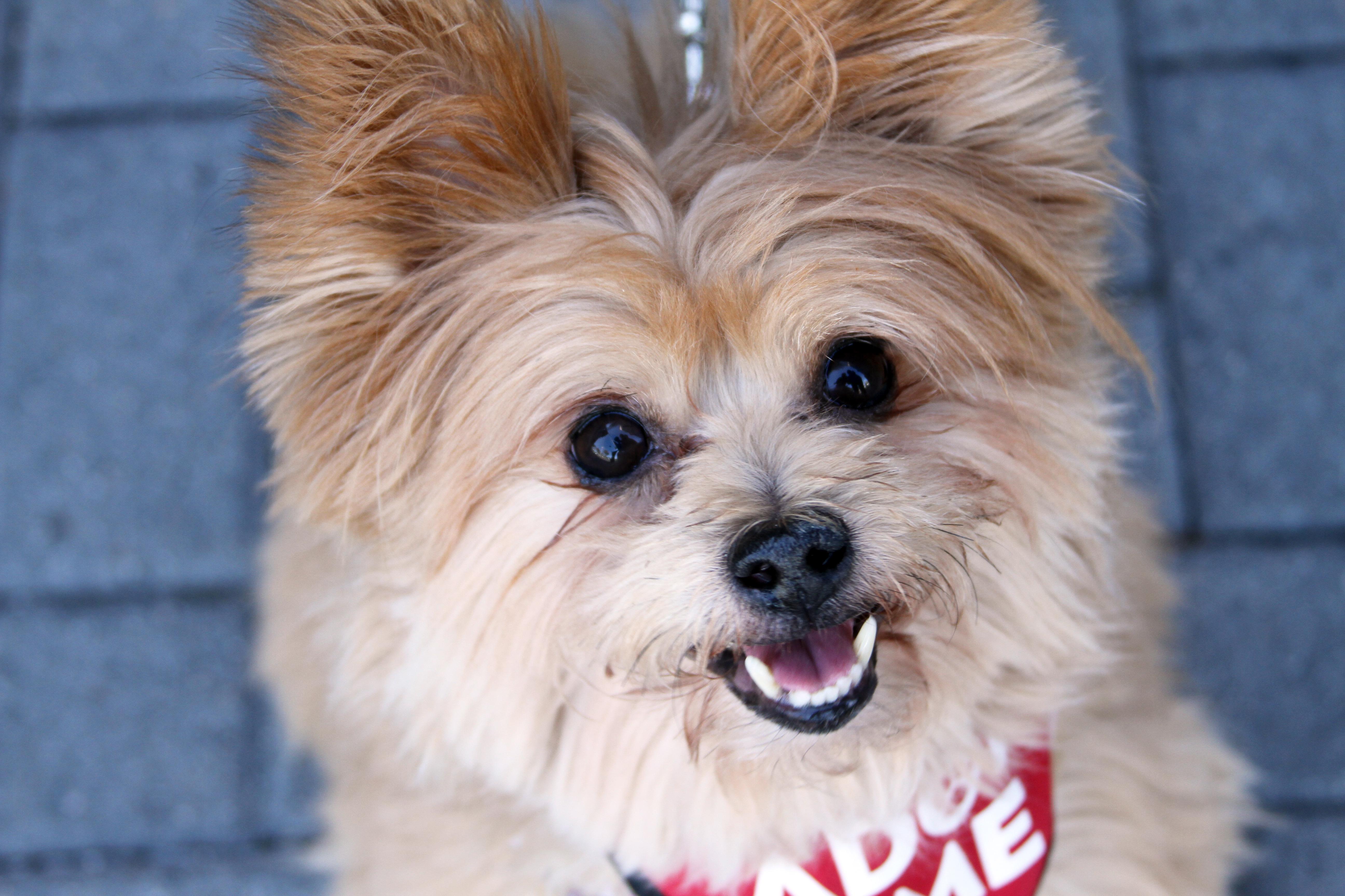 Enlarge Lincoln, an adopted mixed breed in Mission Viejo, CA image 3/6