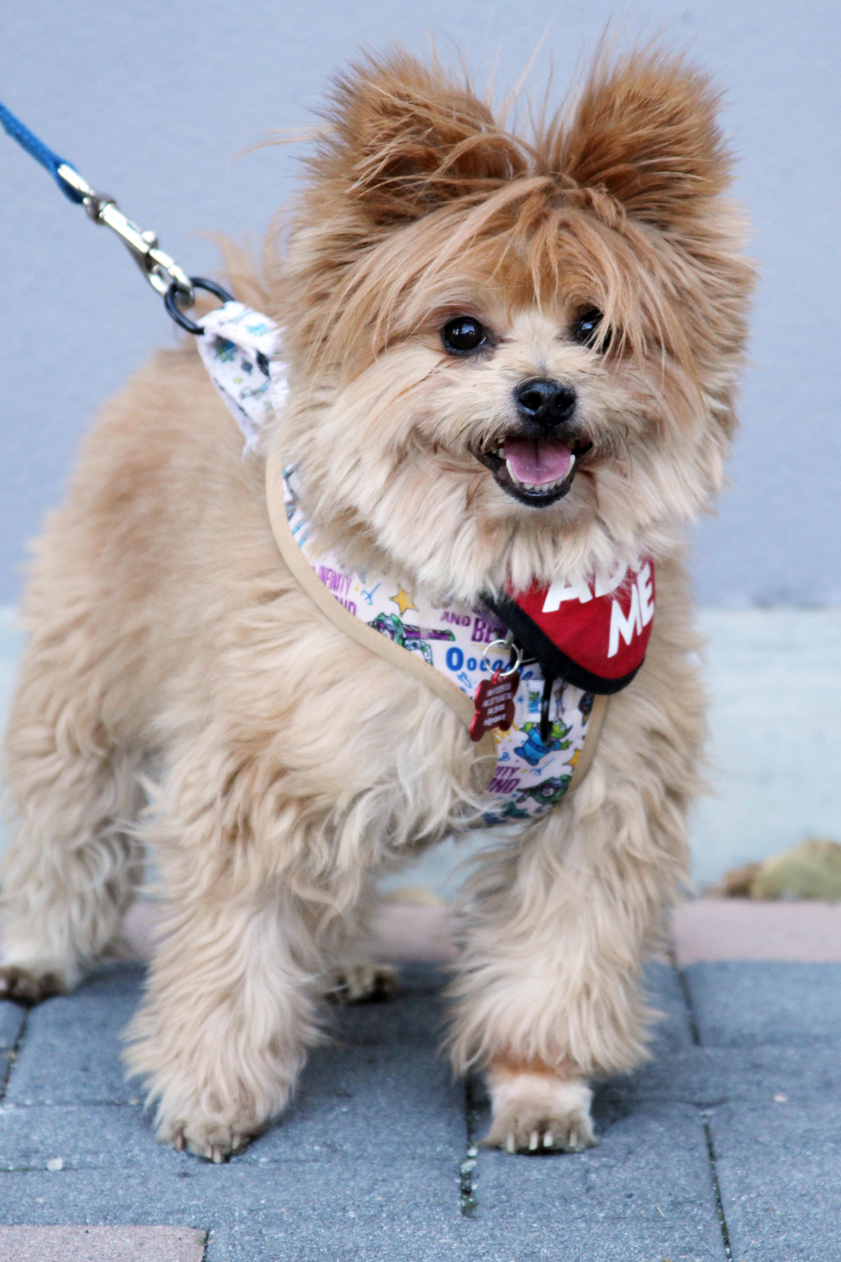 Enlarge Lincoln, an adopted mixed breed in Mission Viejo, CA image 2/6