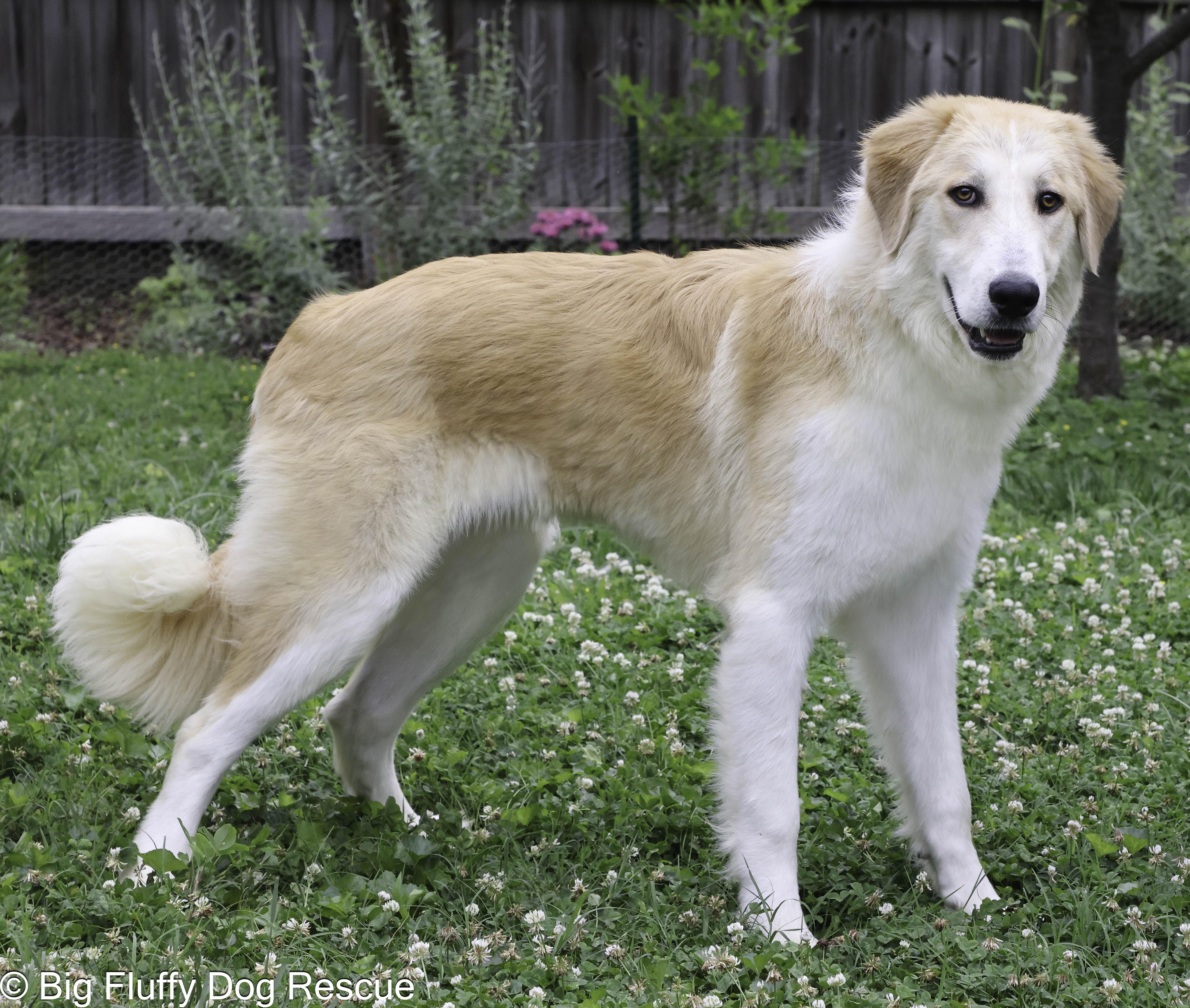 Ridge, Adoptable, Young Male Anatolian Shepherd.