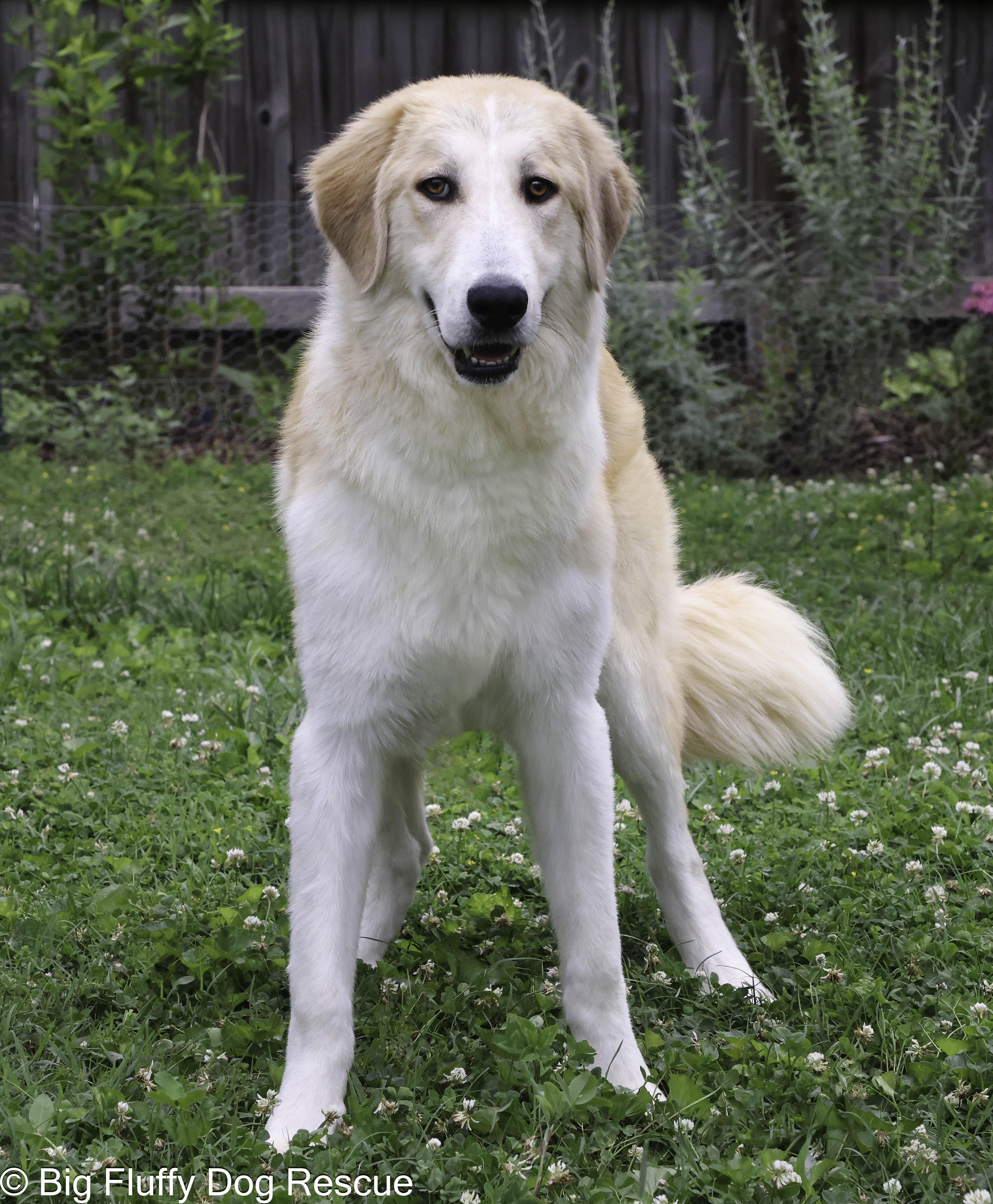 Enlarge Ridge, a Adoptable Anatolian Shepherd in Pittsburgh, PA image 2/3