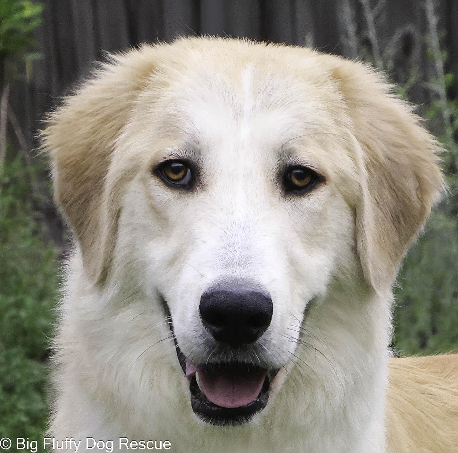 Enlarge Ridge, a Adoptable Anatolian Shepherd in Pittsburgh, PA image 3/3
