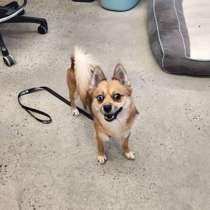 Loki, an adopted mixed breed in New Rochelle, NY image 1/4