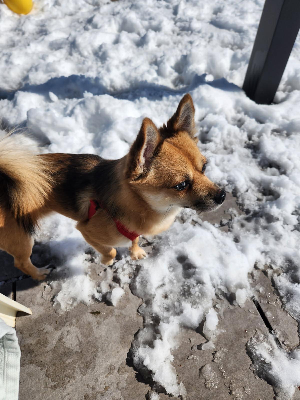 Loki, an adopted mixed breed in New Rochelle, NY image 4/4