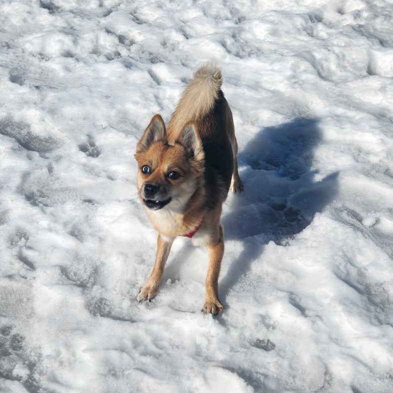 Loki, an adopted mixed breed in New Rochelle, NY image 3/4