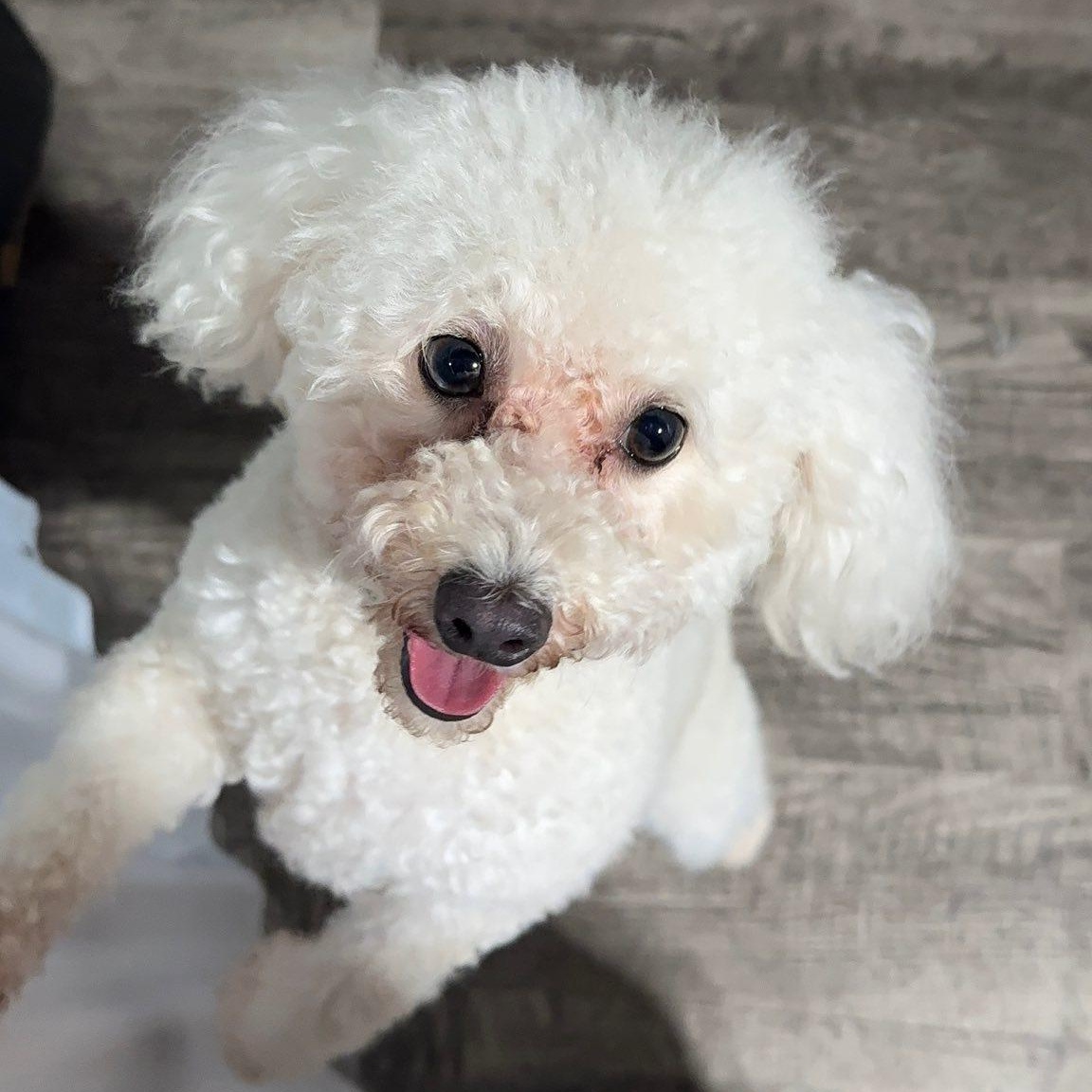 Holly, ADOPTABLE, Adult Female Maltipoo.