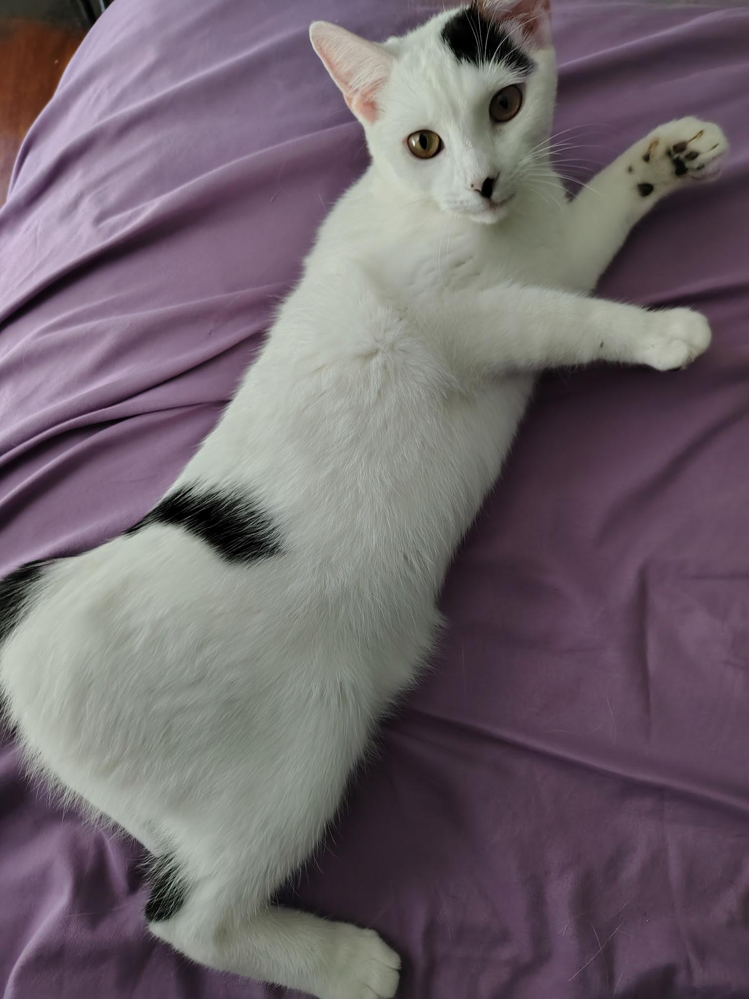 Lilo Pelekai — thumbnail 2