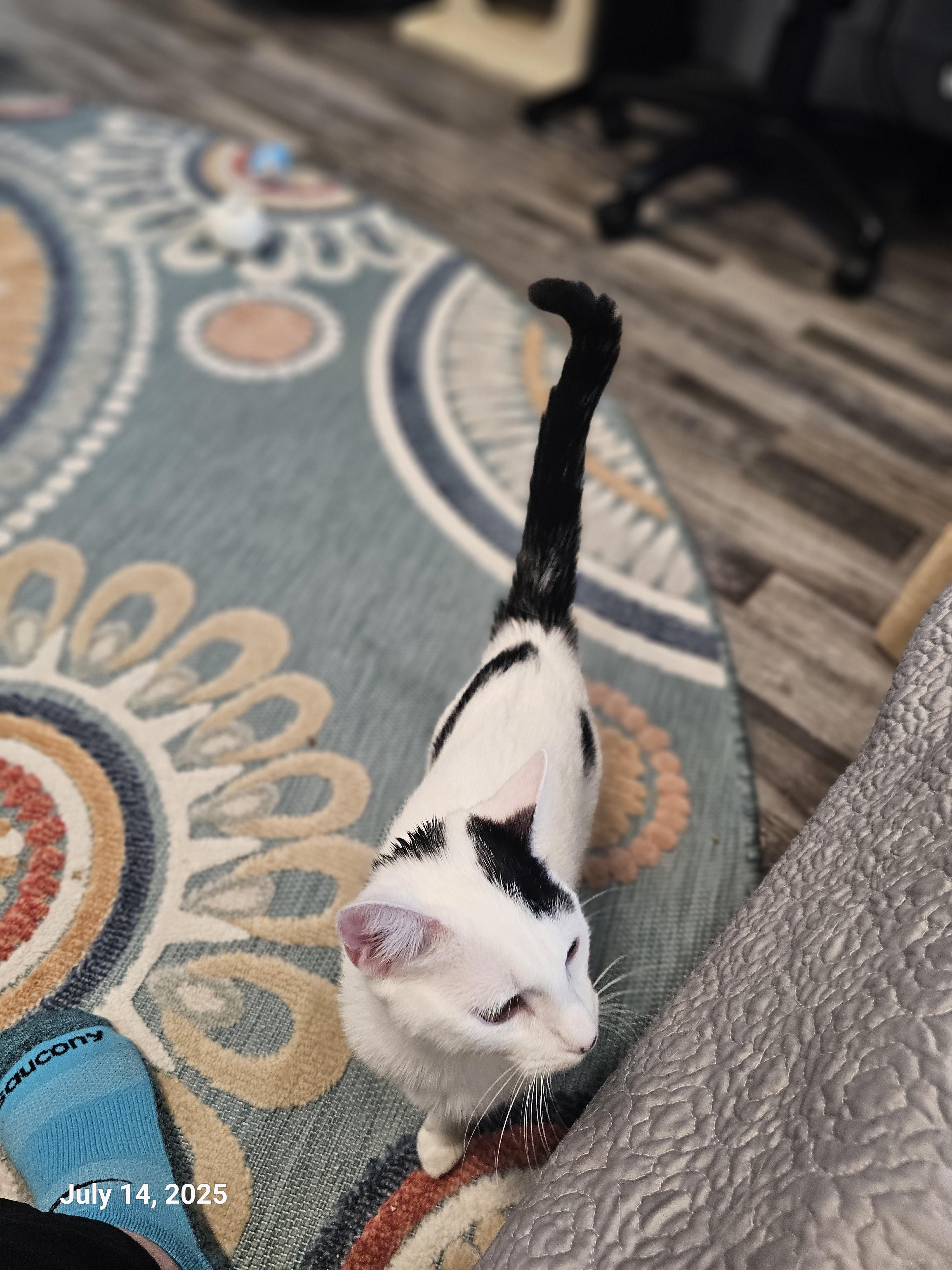 Lilo Pelekai — thumbnail 3