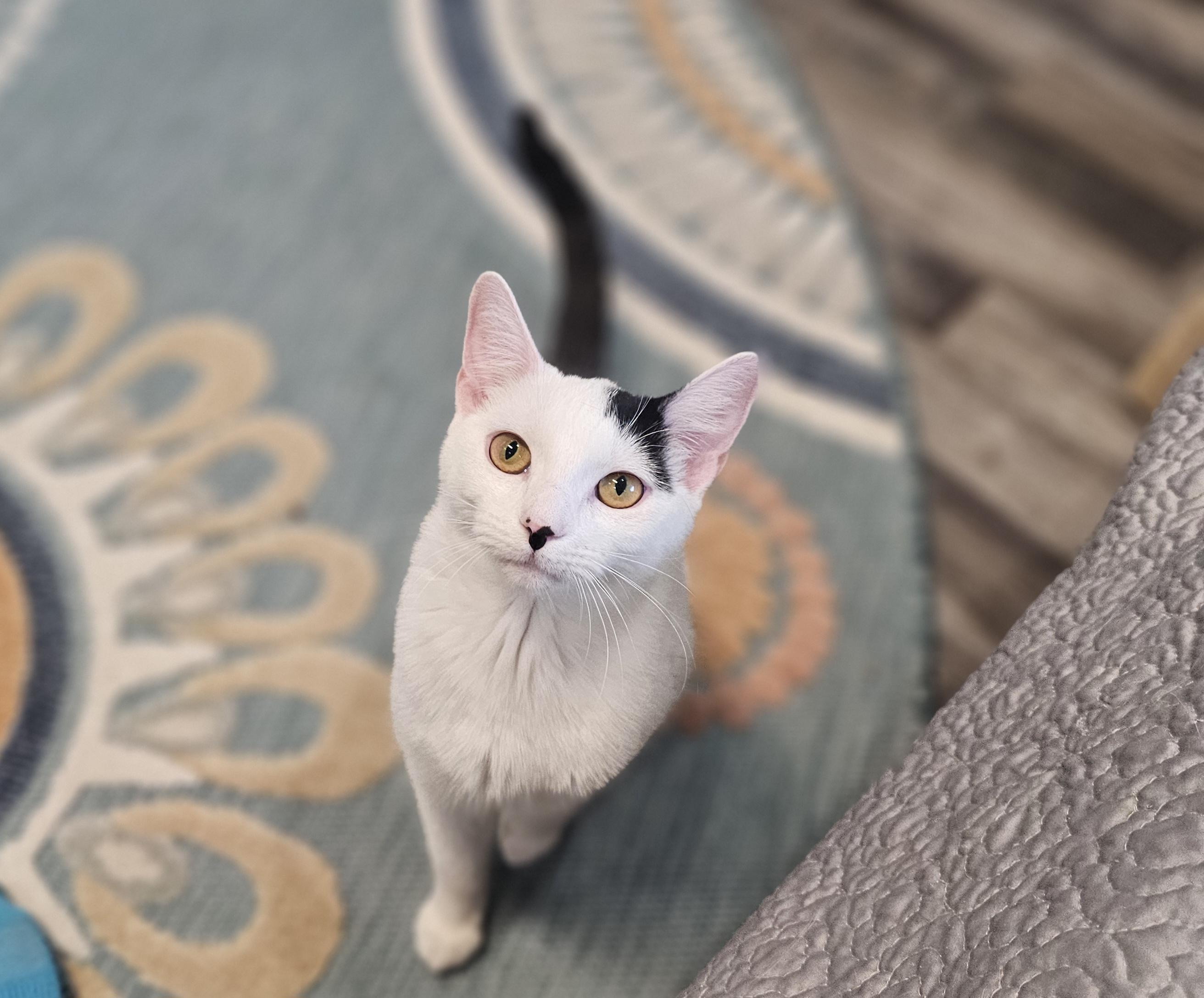 Lilo Pelekai — thumbnail 4