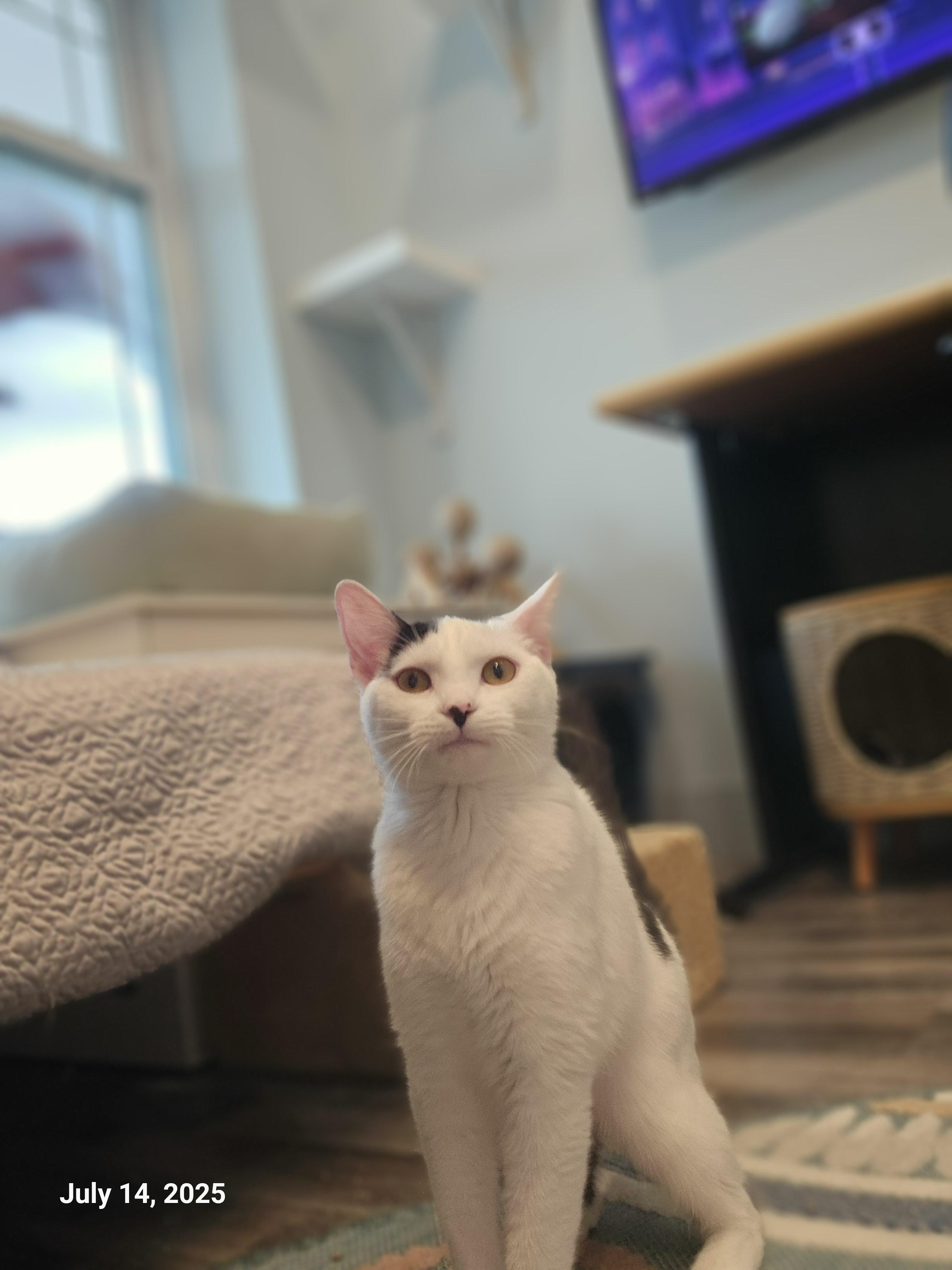 Lilo Pelekai — thumbnail 5