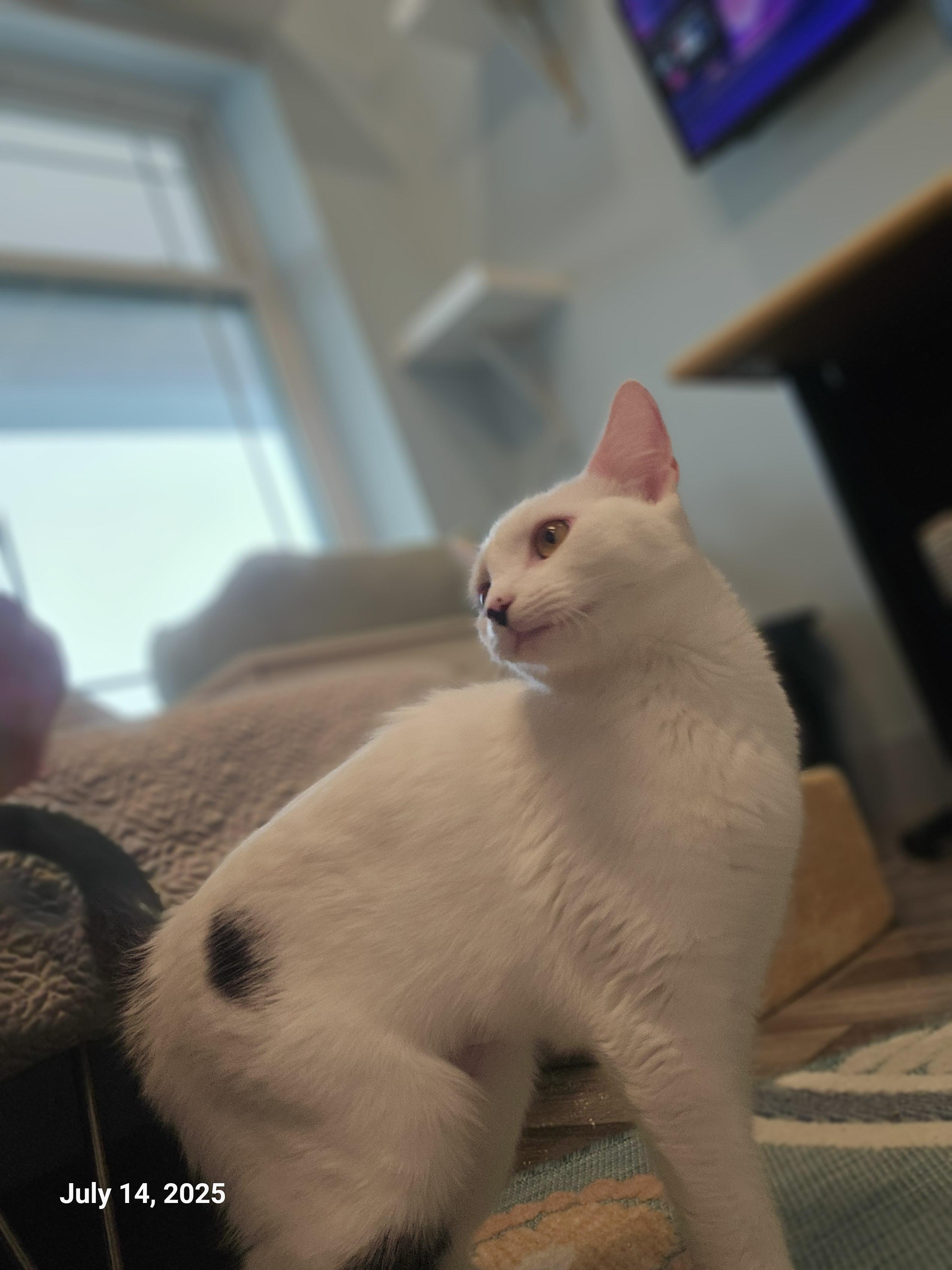 Lilo Pelekai — thumbnail 6