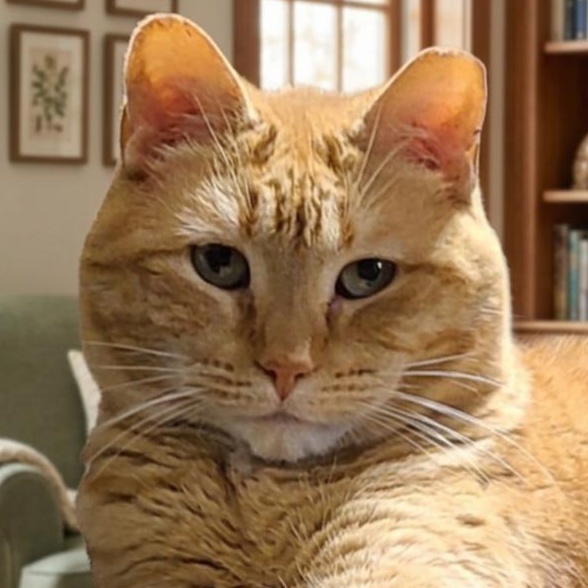 Enlarge JERSEY JOE, a Adoptable Domestic Short Hair in Barron, WI image 1/5