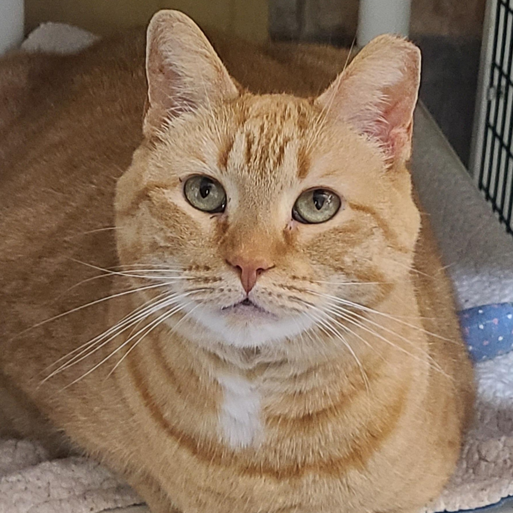 Enlarge JERSEY "THANG", a ADOPTABLE Domestic Short Hair in Barron, WI image 1/3