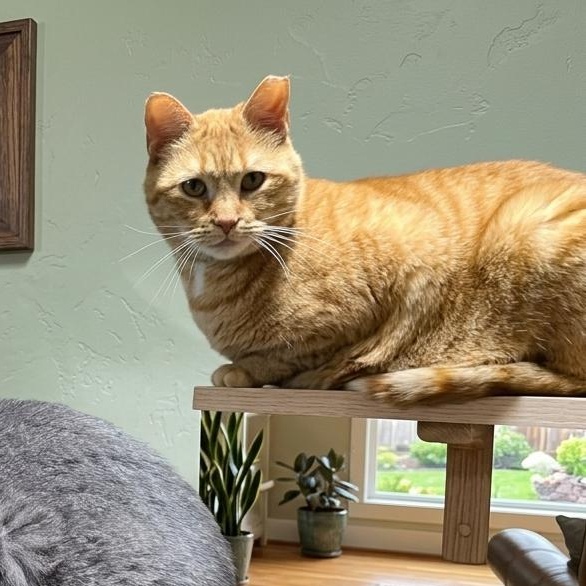 Enlarge JERSEY JOE, a Adoptable Domestic Short Hair in Barron, WI image 2/5