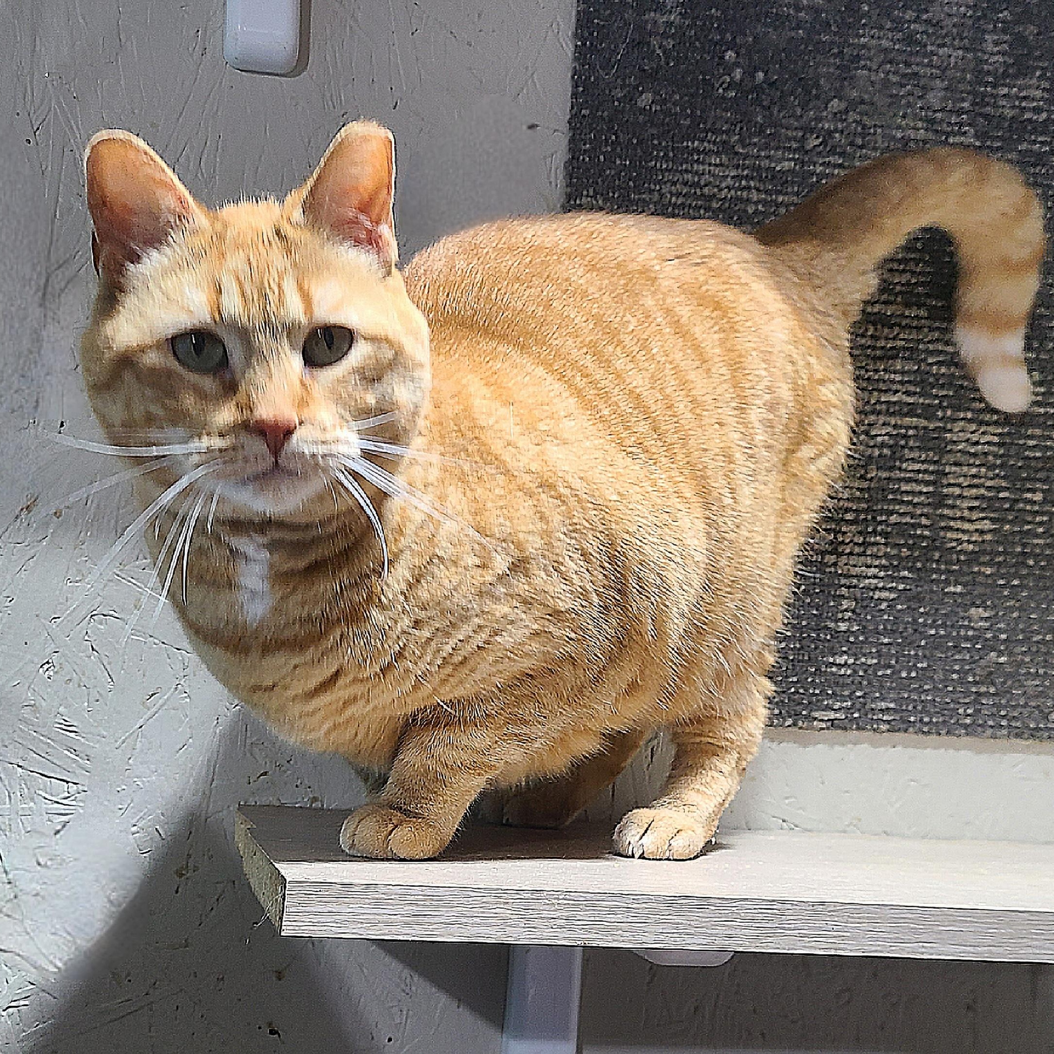 Enlarge JERSEY "THANG", a ADOPTABLE Domestic Short Hair in Barron, WI image 2/3