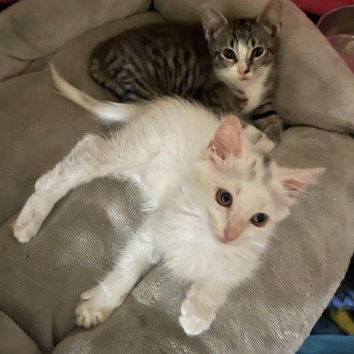 Amy, Adoptable, Kitten Female Domestic Short Hair.