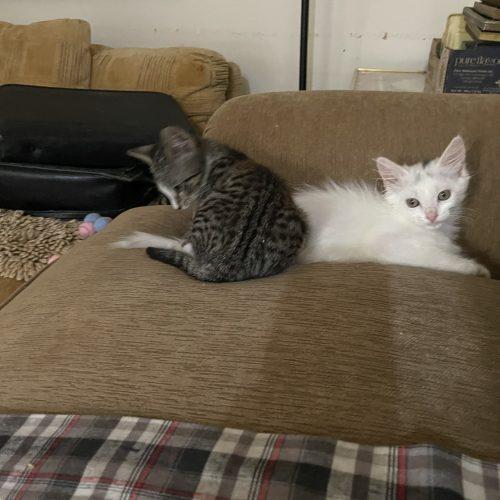 Amy, a Adoptable Domestic Short Hair in Plantation, FL image 2/5