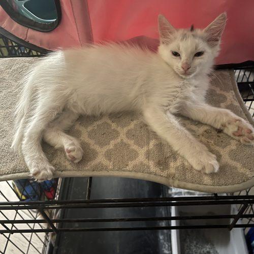 Amy, a Adoptable Domestic Short Hair in Plantation, FL image 3/5