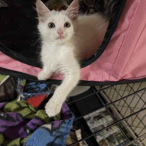 Amy, a Adoptable Domestic Short Hair in Plantation, FL image 4/5