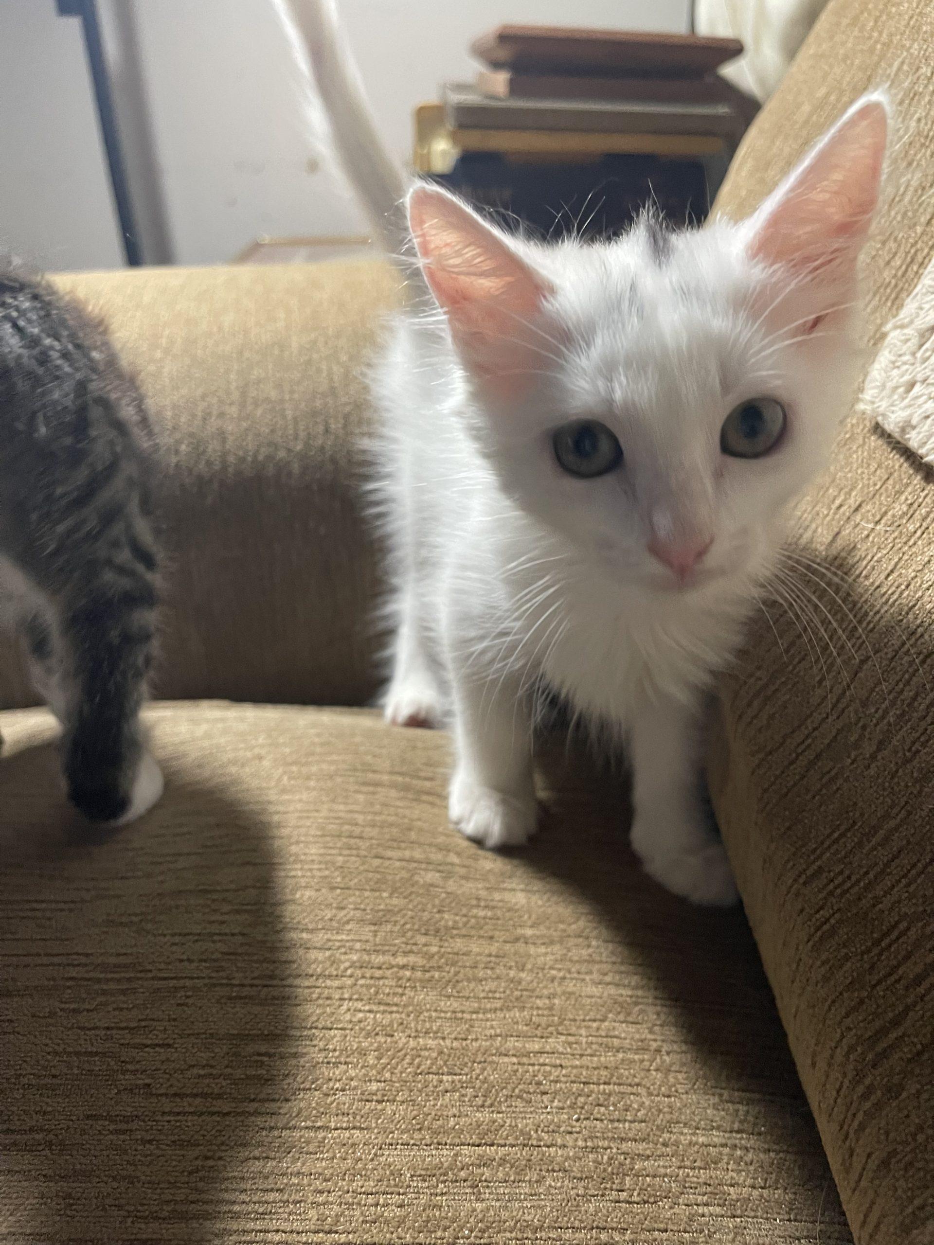 Amy, a Adoptable Domestic Short Hair in Plantation, FL image 5/5