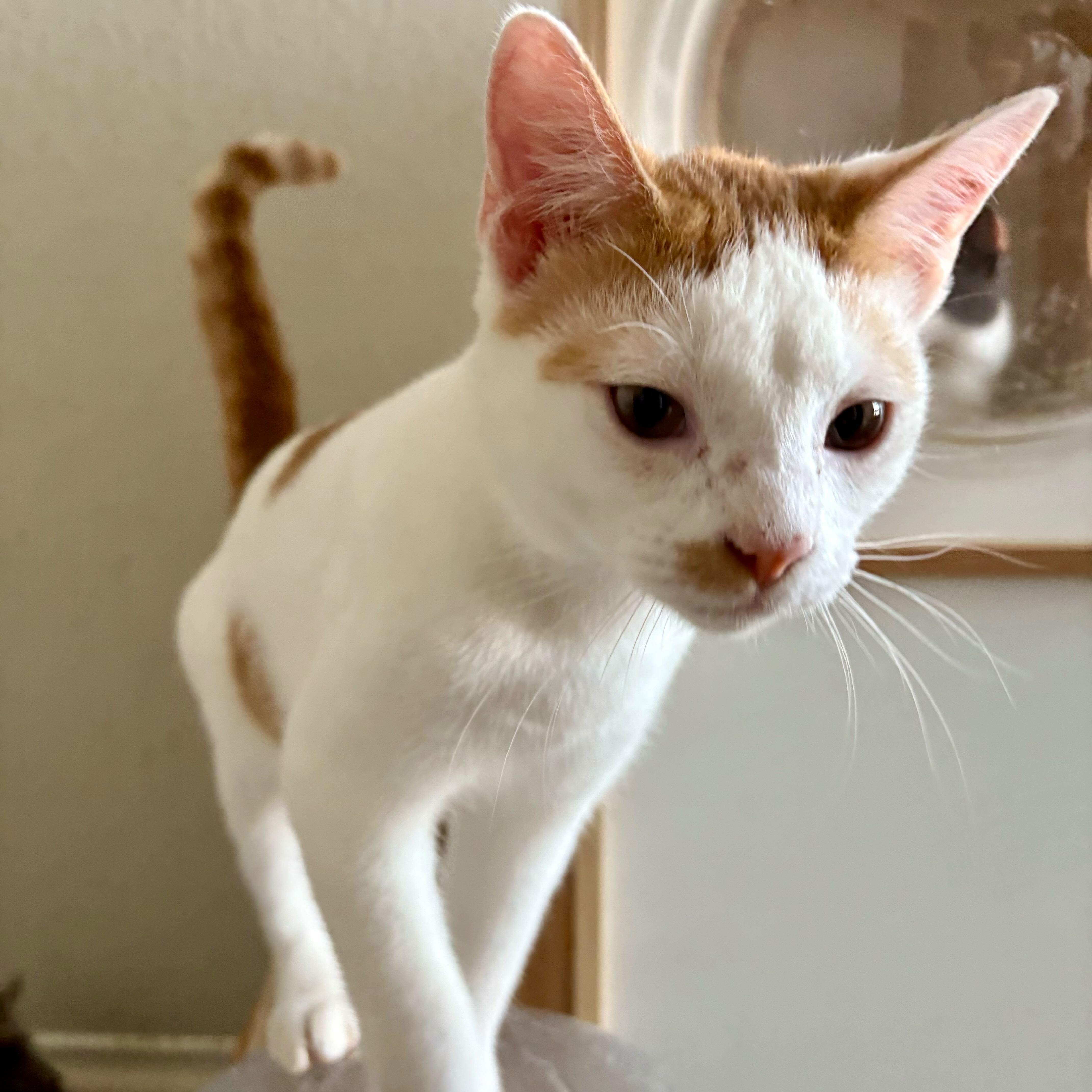 Sage, adopted, Young Male Turkish Van.