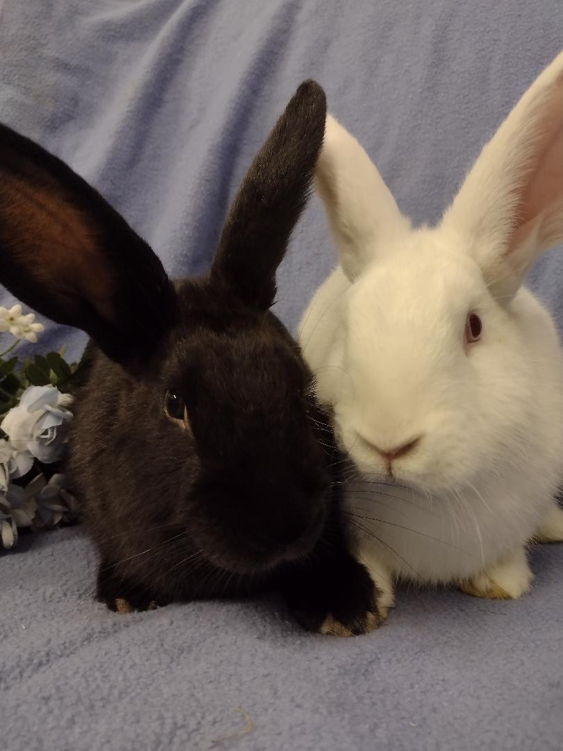 Enlarge Dorit and Helga, a Adoptable New Zealand in Plymouth, MI image 1/5