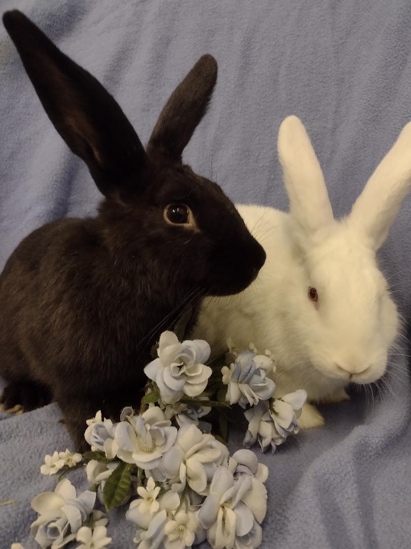 Enlarge Dorit and Helga, a Adoptable New Zealand in Plymouth, MI image 3/5