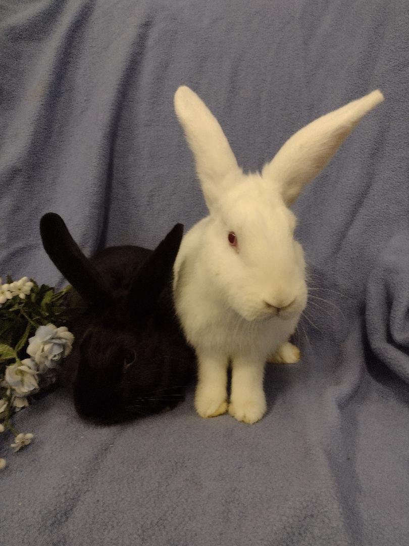 Enlarge Dorit and Helga, a Adoptable New Zealand in Plymouth, MI image 4/5