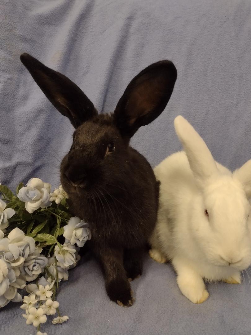 Enlarge Dorit and Helga, a Adoptable New Zealand in Plymouth, MI image 5/5