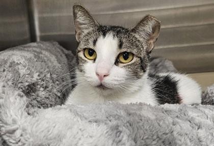 Alice, Adoptable, Adult Female Domestic Short Hair & Domestic Short Hair.