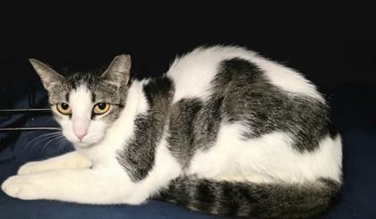 Alice, a Adoptable mixed breed in Phoenix, AZ image 2/3
