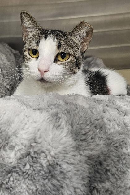 Alice, a Adoptable mixed breed in Phoenix, AZ image 3/3