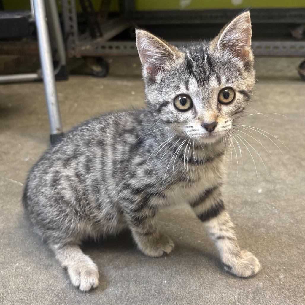 Wilma, Adoptable, Kitten Female Domestic Short Hair.