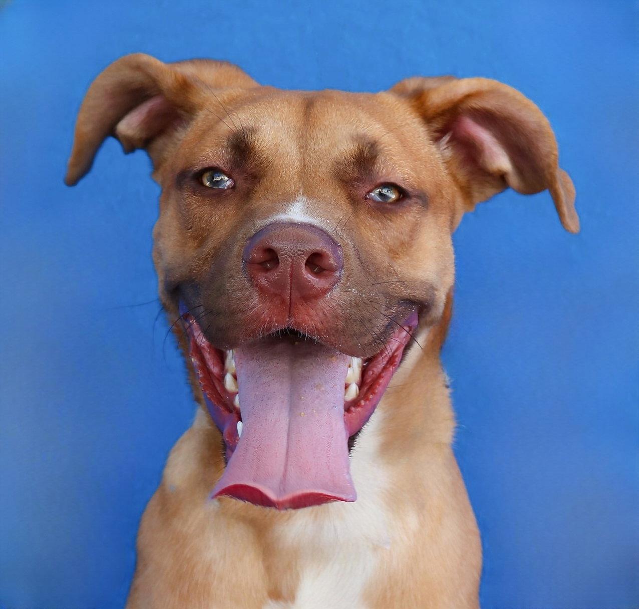 MAX, Adoptable, Young Male Pit Bull Terrier.