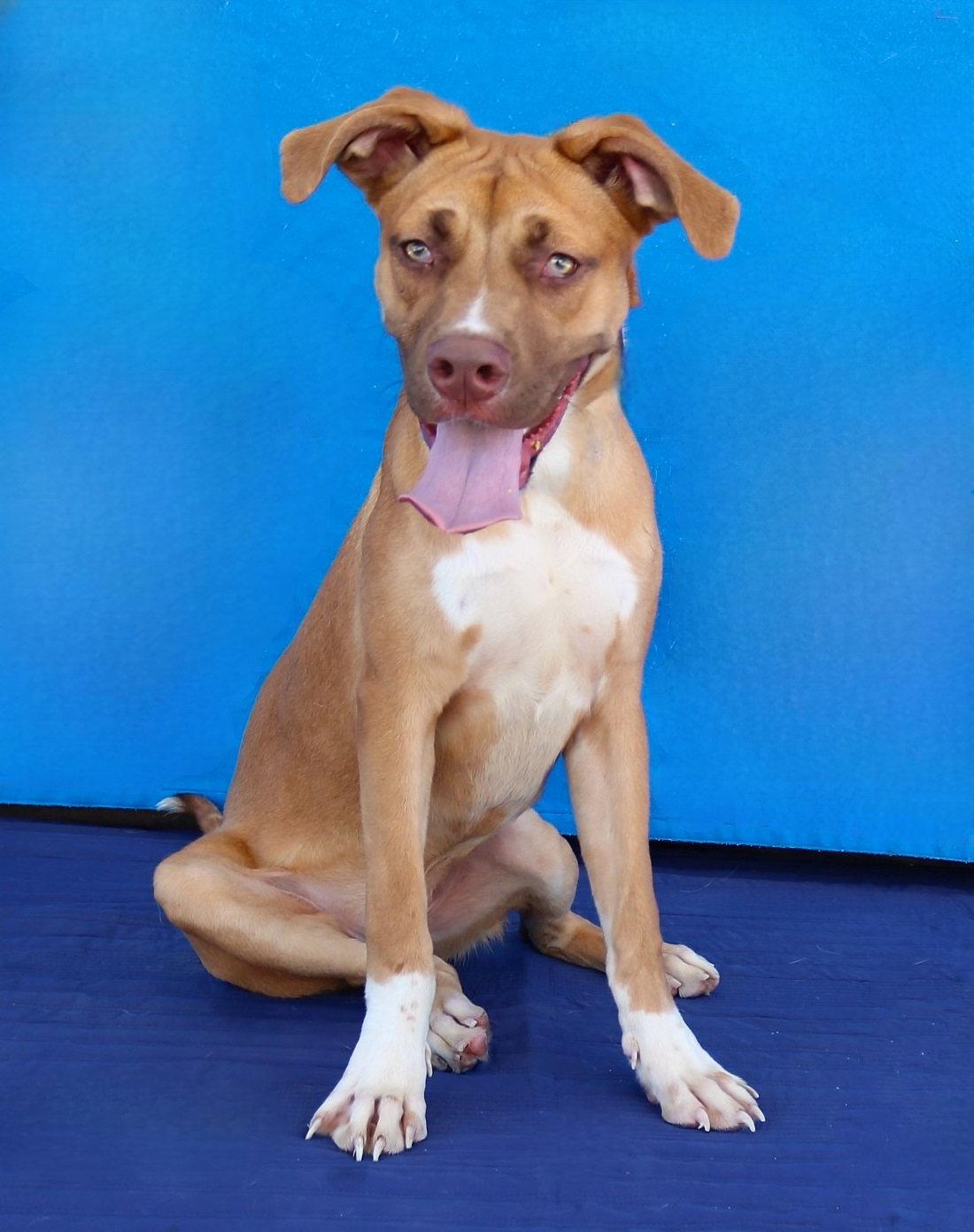 Enlarge MAX, a Adoptable Pit Bull Terrier in Pasadena, CA image 2/2